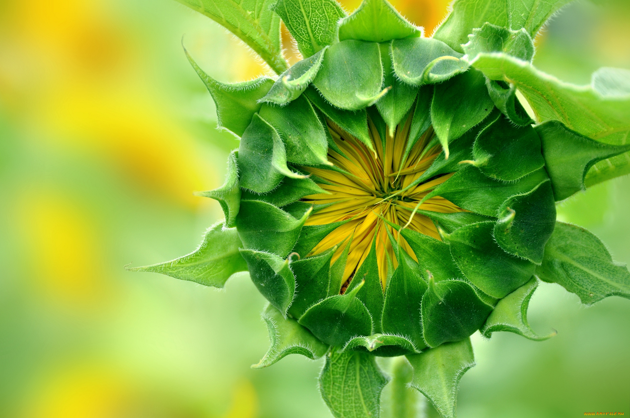 цветы, подсолнухи, бутон