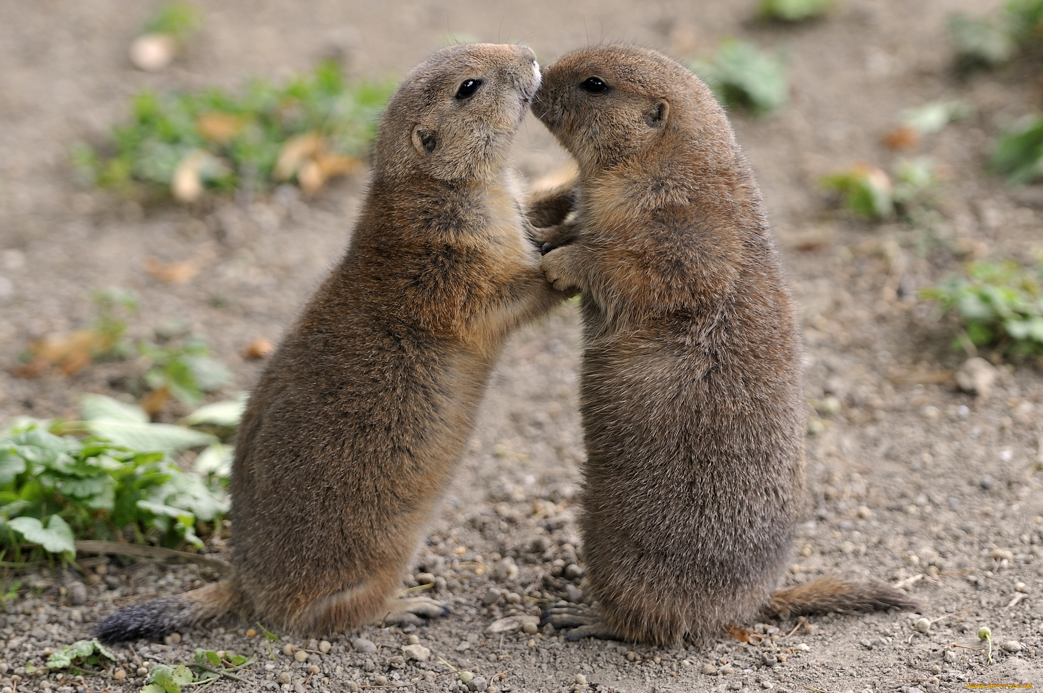 животные, суслики, сурки, нежность
