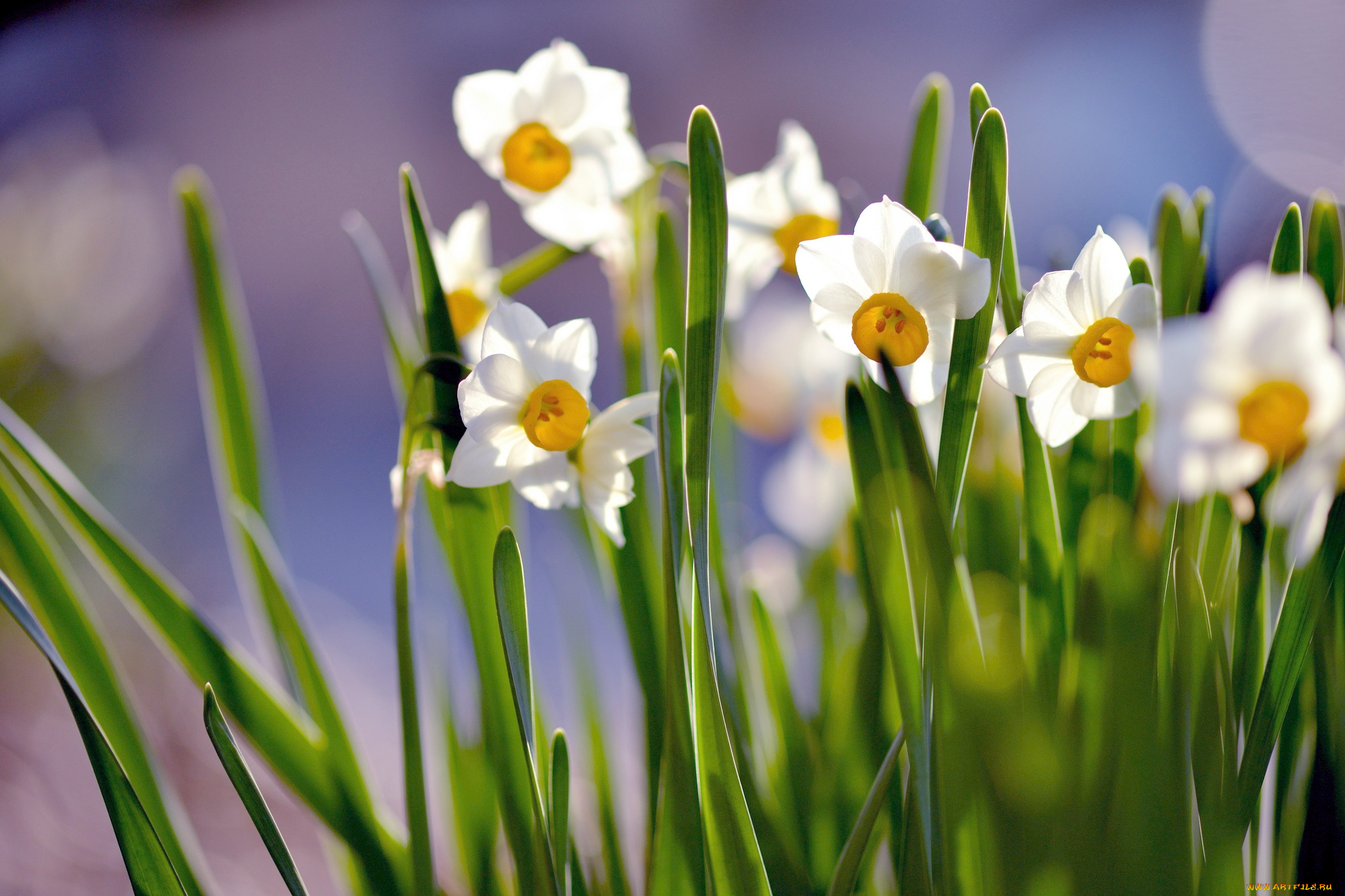 цветы, нарциссы, весна, белый