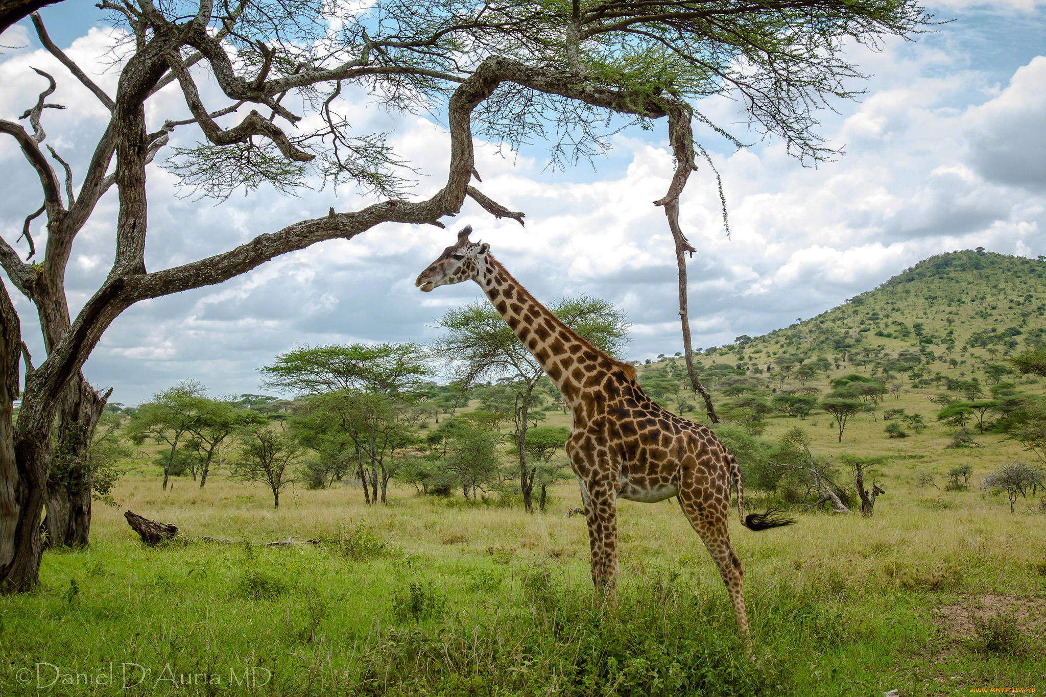 животные, жирафы, шея