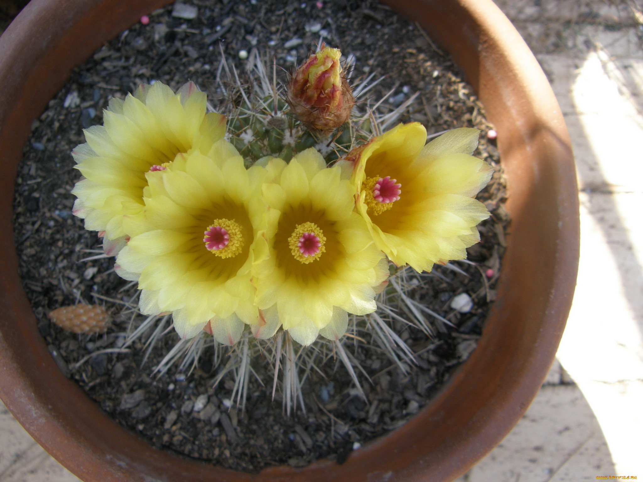 цветы, кактусы, кактус