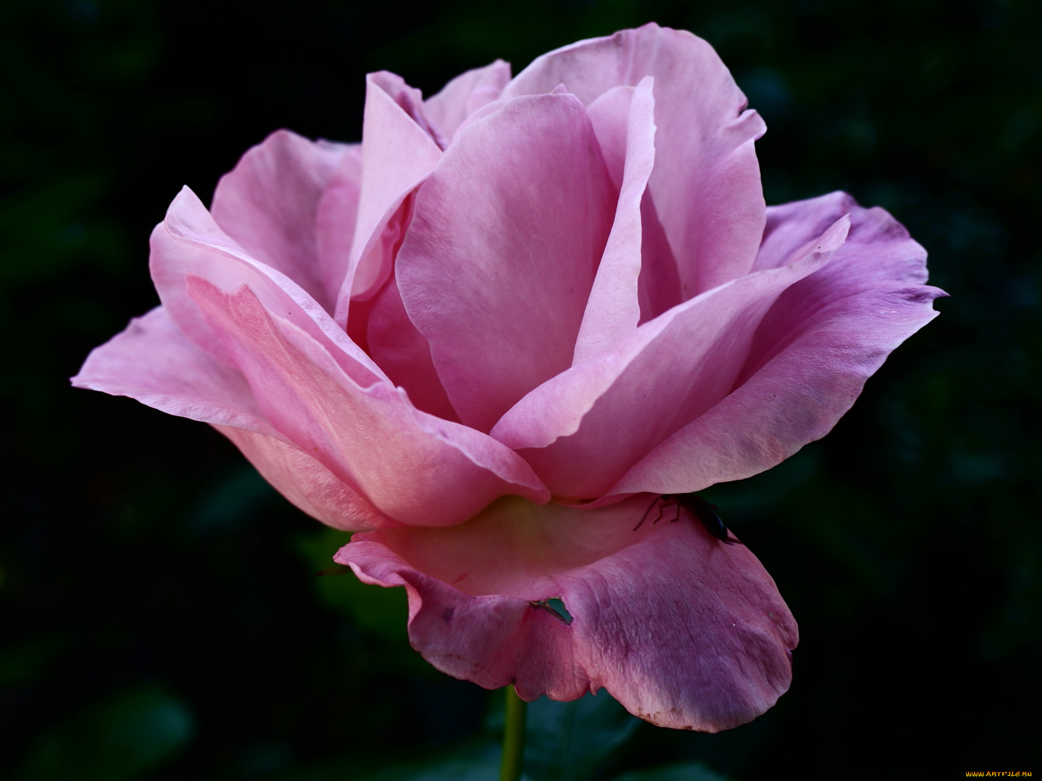 цветы, розы, роза