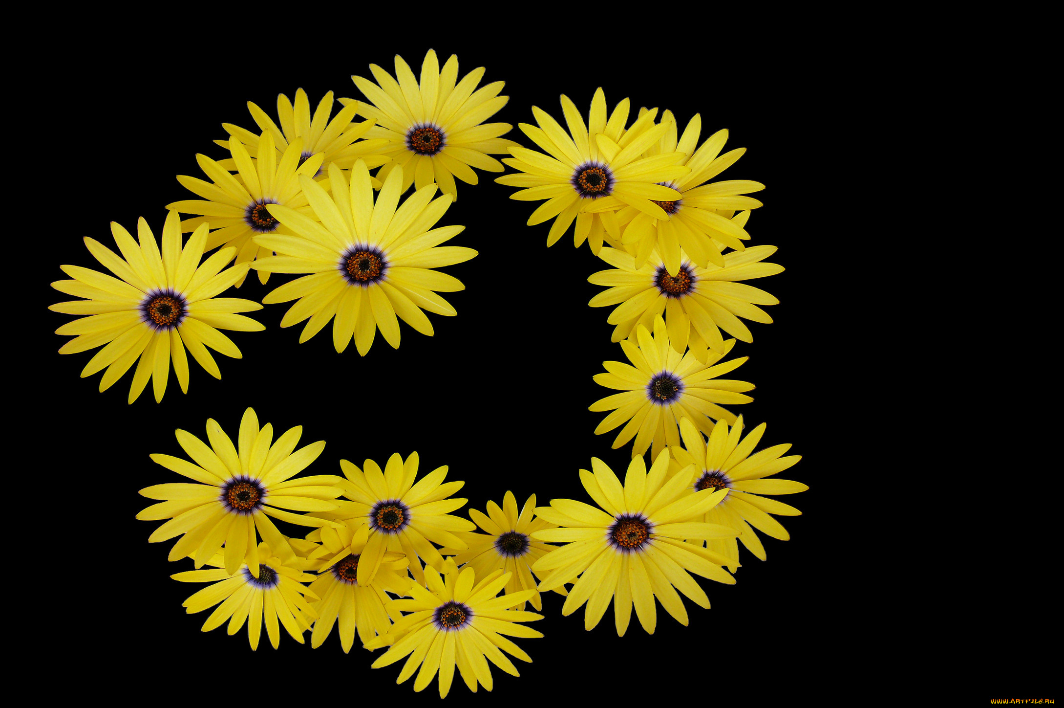 цветы, диморфотеки, фон, лепестки