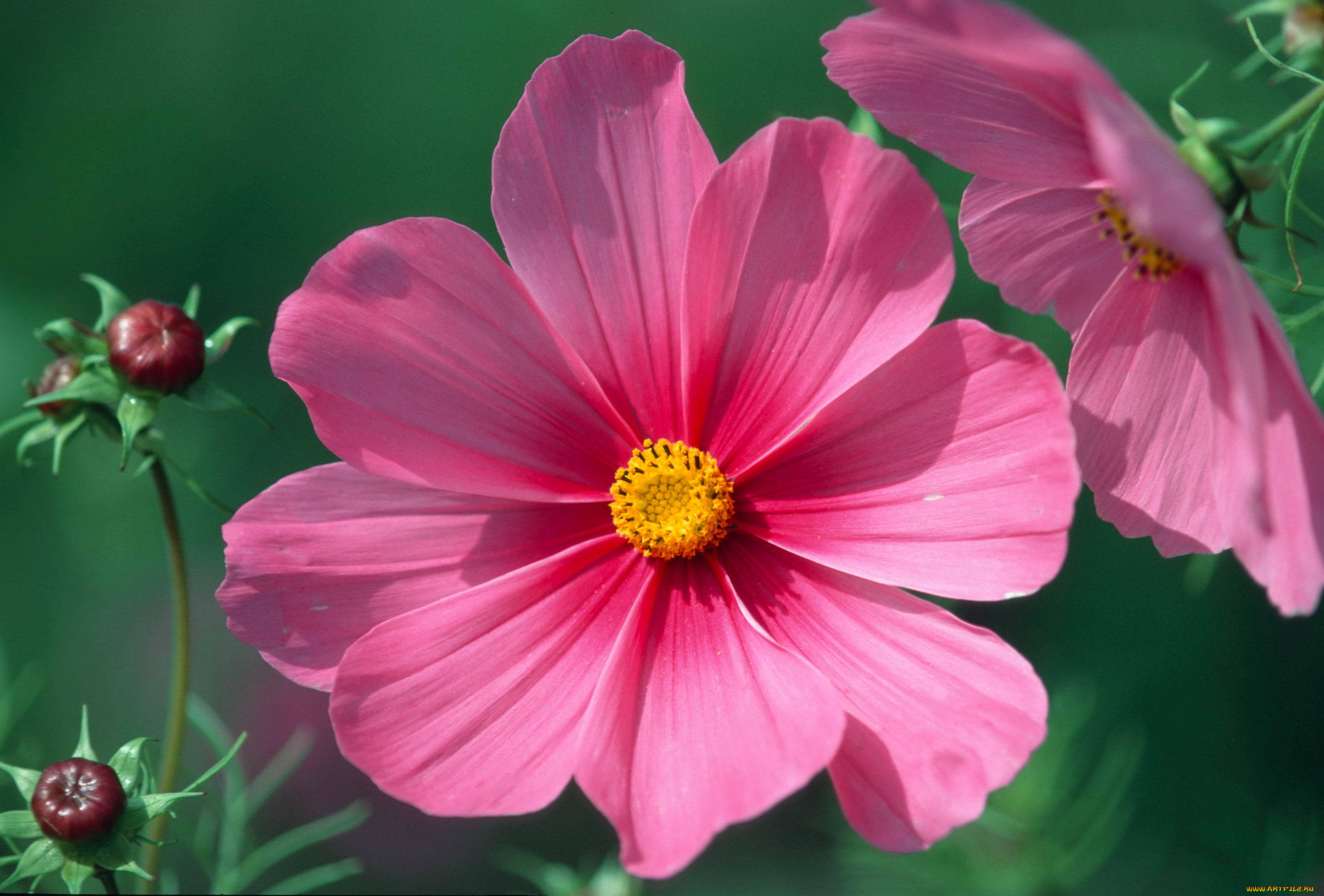 цветы, космея, лепестки