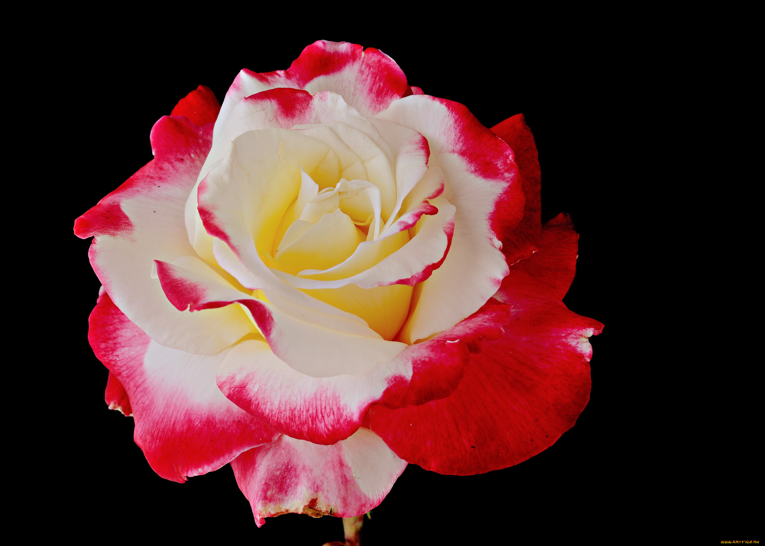 цветы, розы, роза