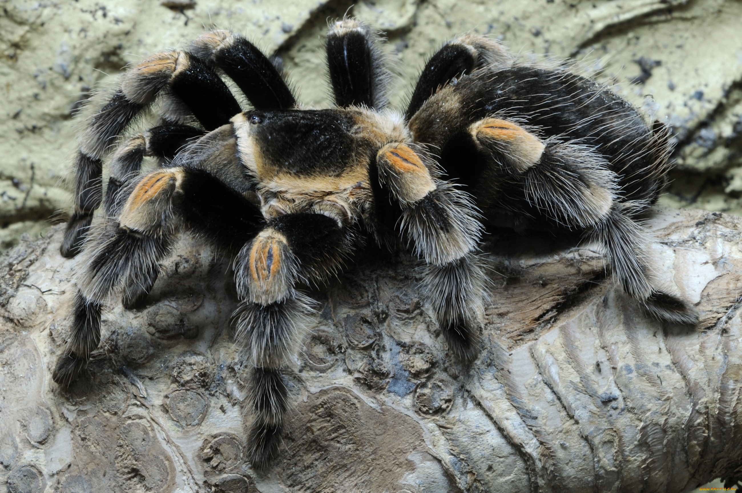 животные, пауки, мохнатый, тарантул