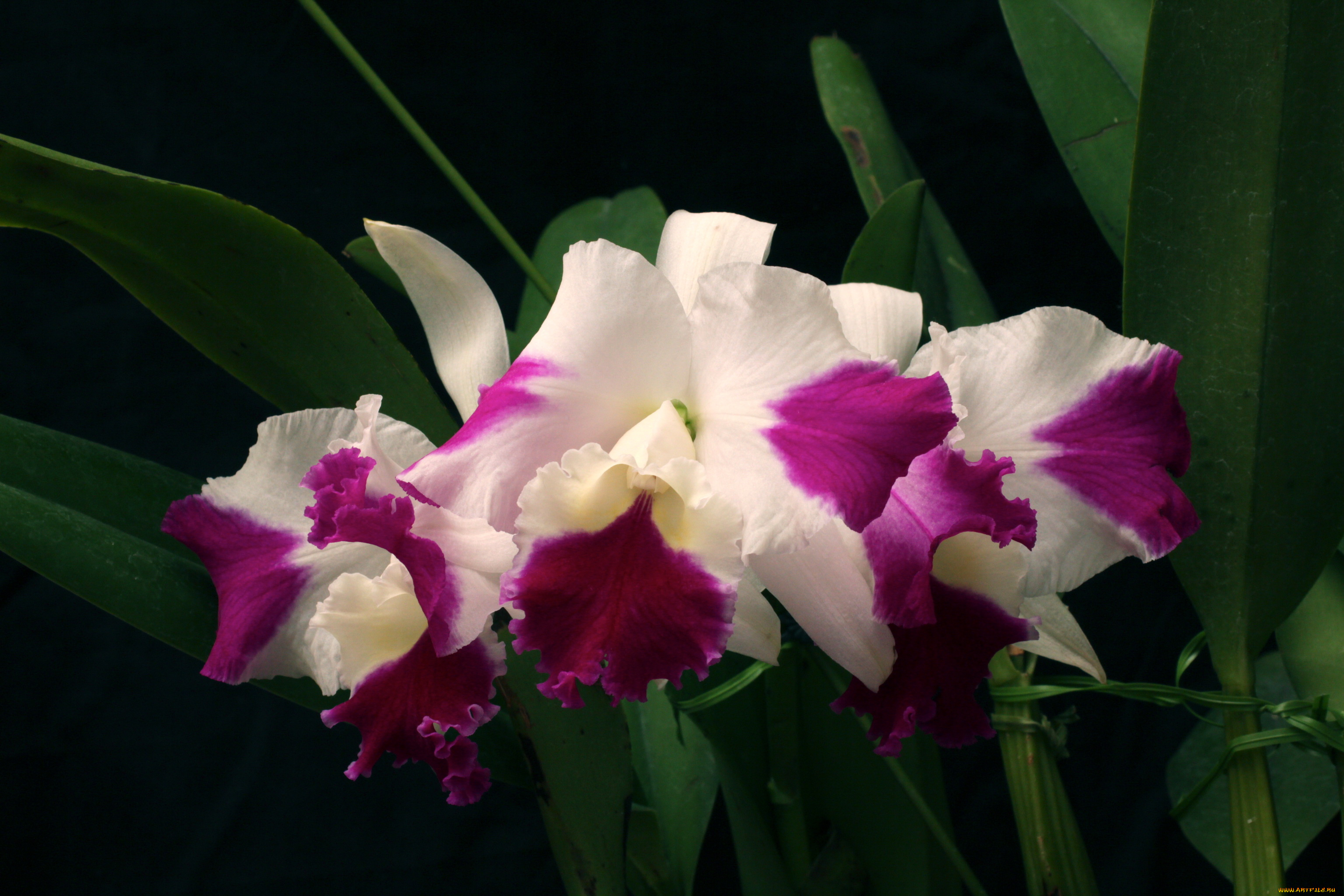 цветы, орхидеи