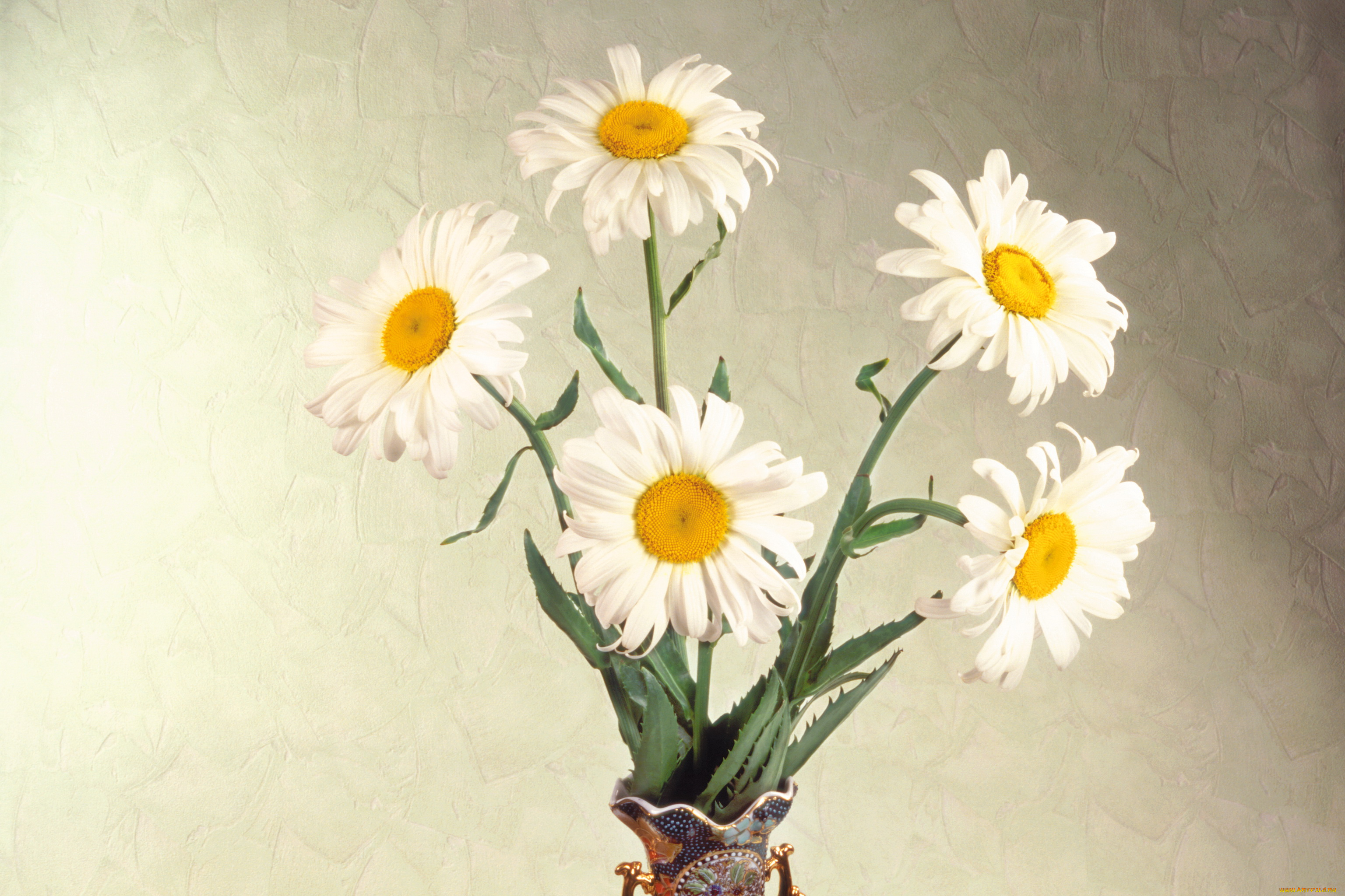 цветы, ромашки