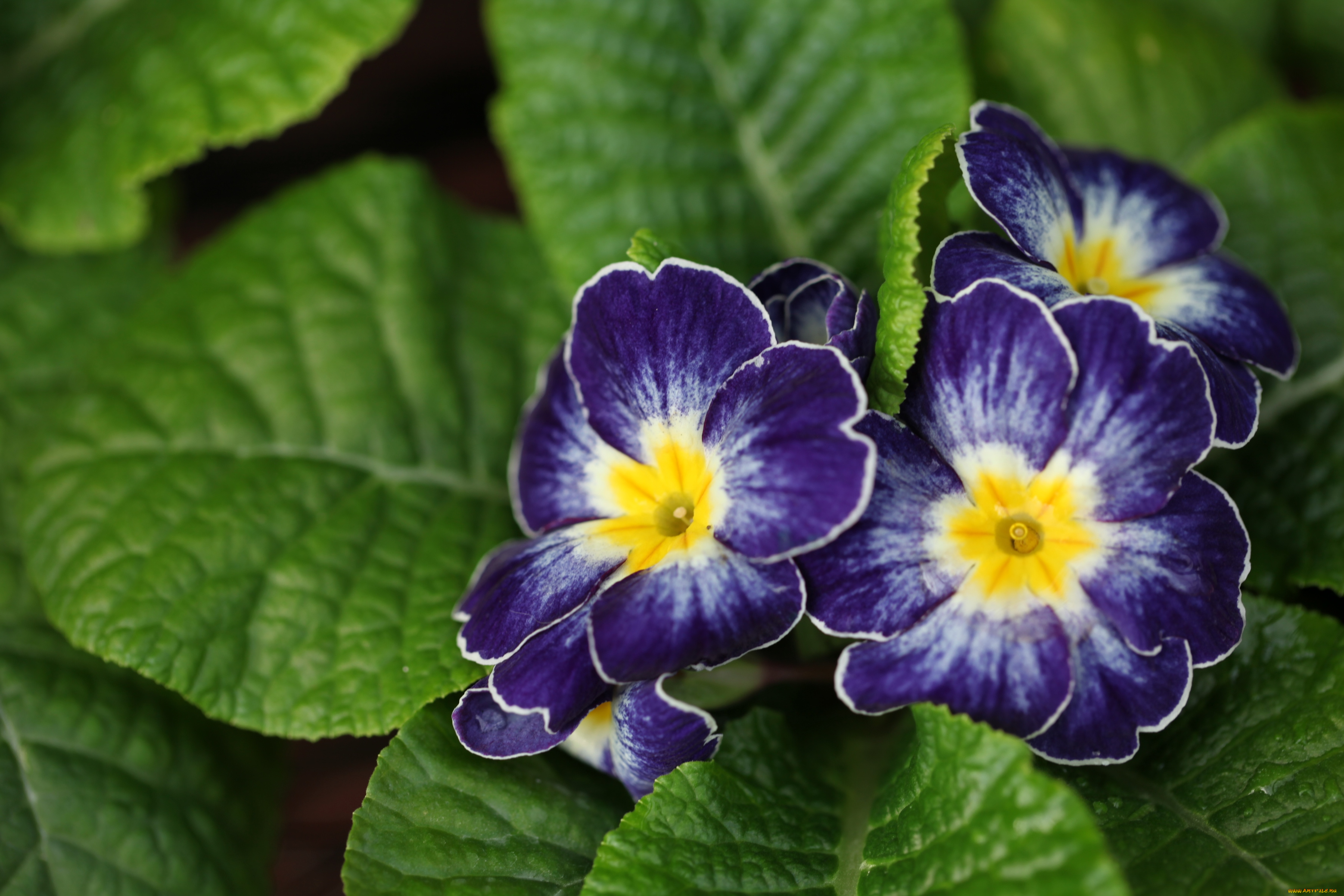 цветы, примулы, синий