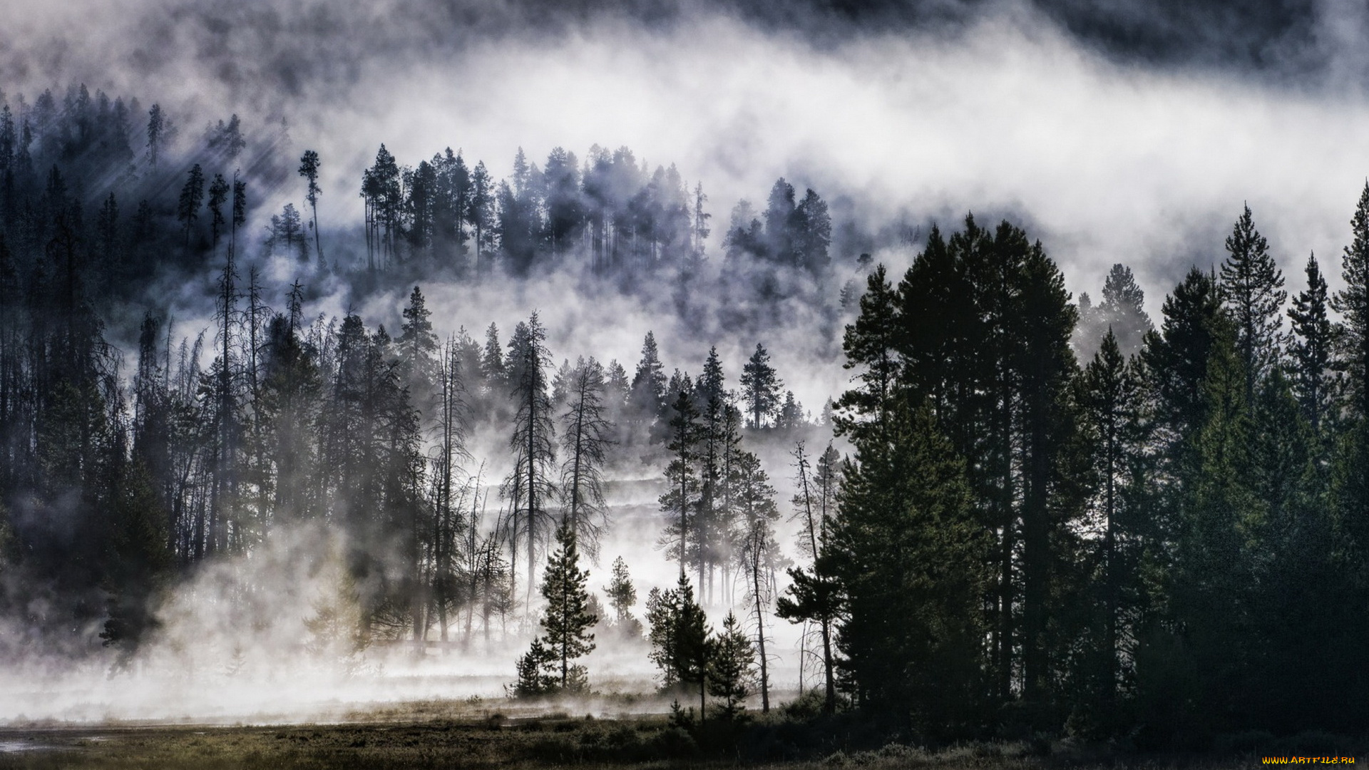 природа, лес, поляна, деревья, туман