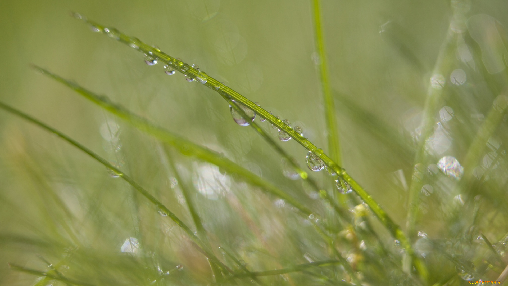 природа, макро, травинка, блеск, роса, капли, зеленый