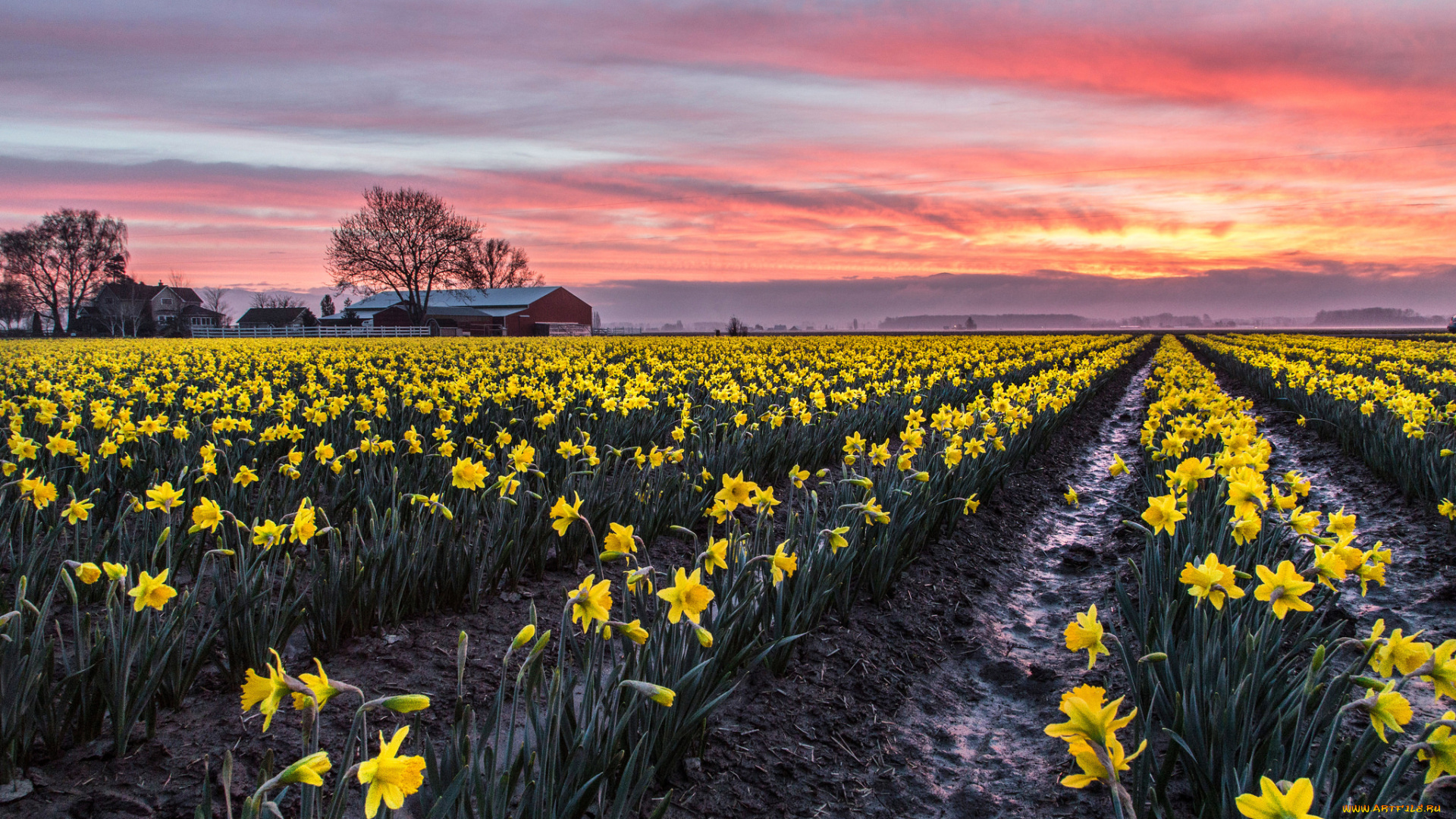 природа, поля, поле, гряды, цветы, тучи, свет