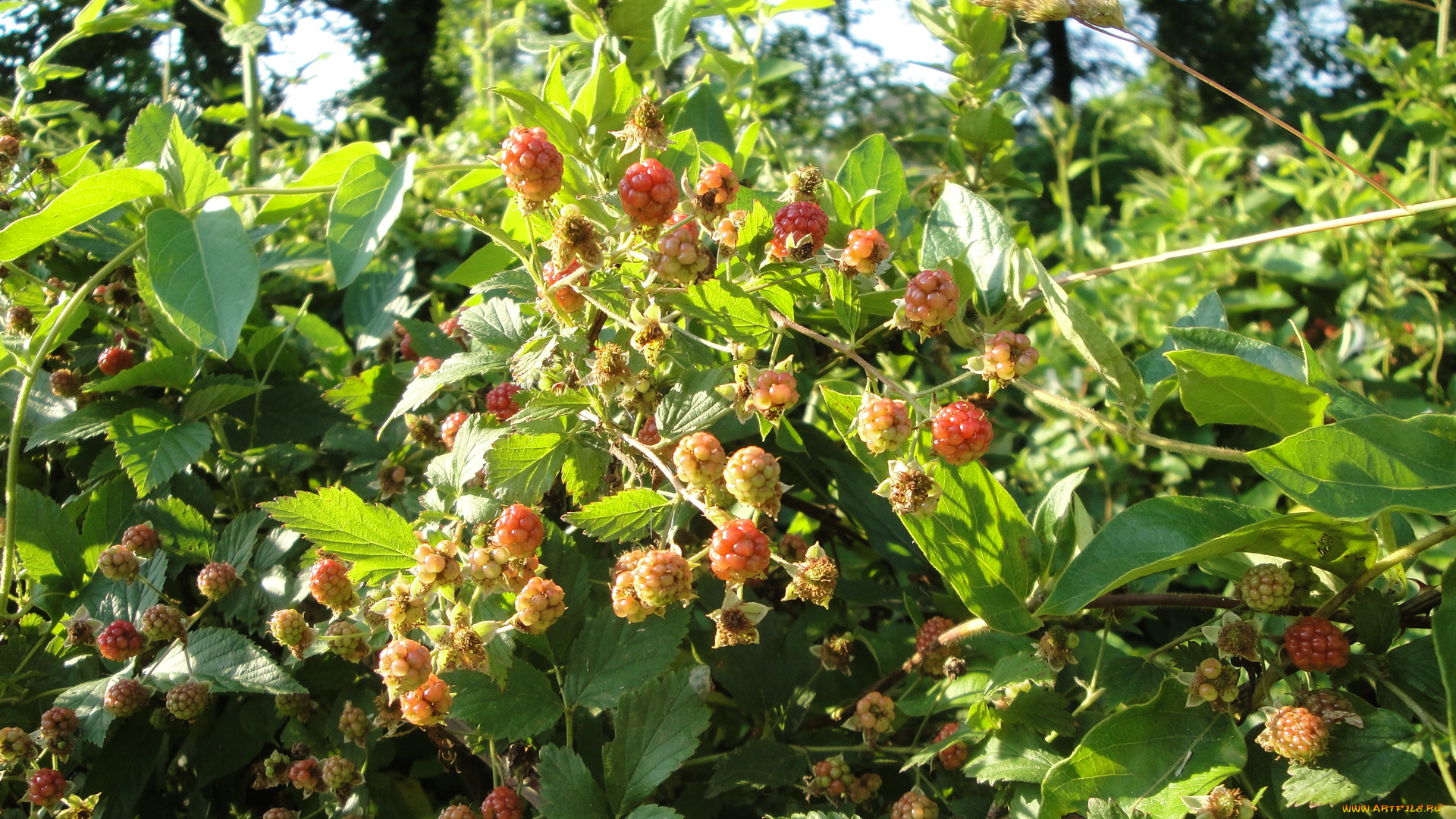 природа, Ягоды, ежевика, листья