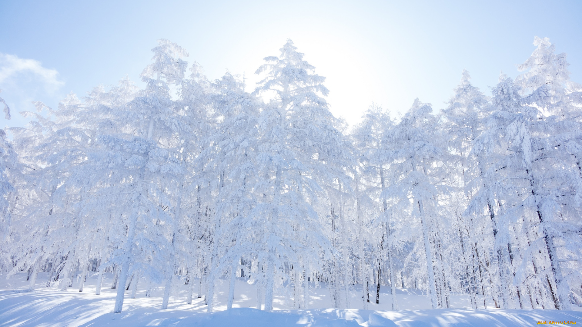 природа, зима, деревья