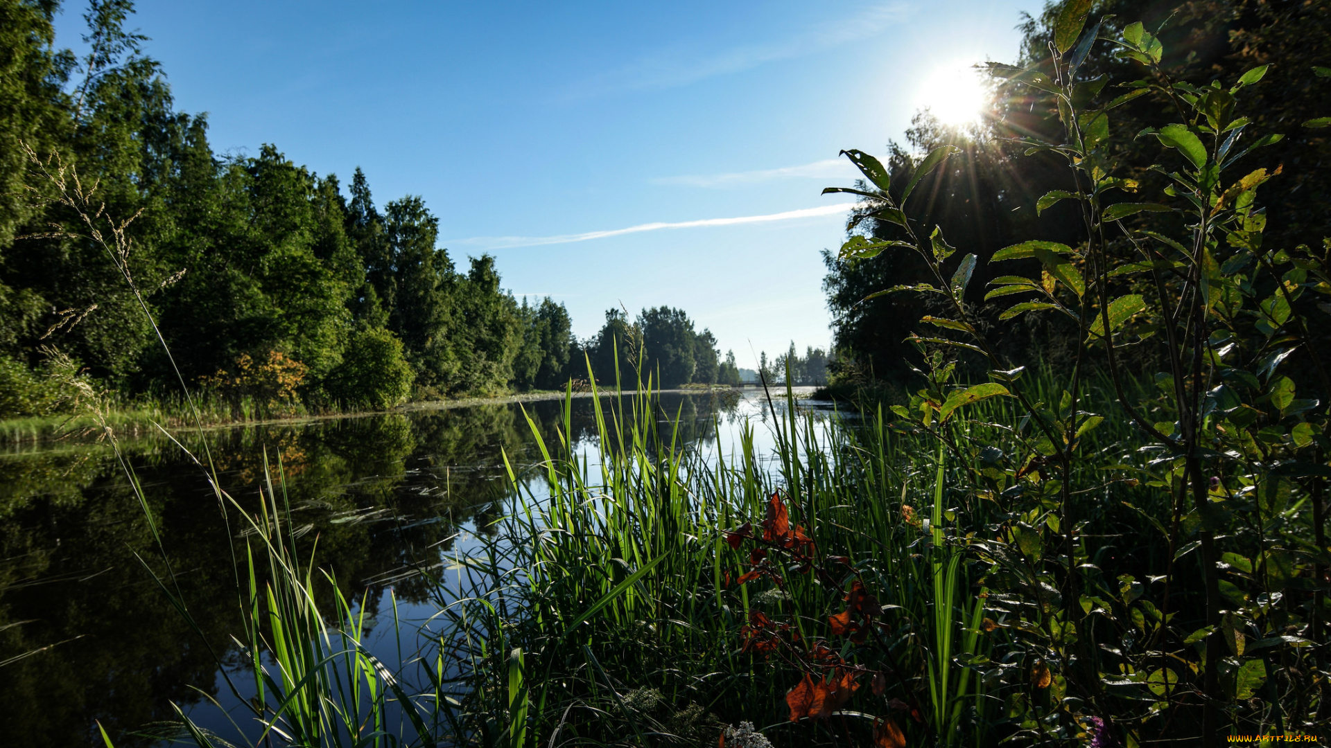 природа, реки, озера, лес, река