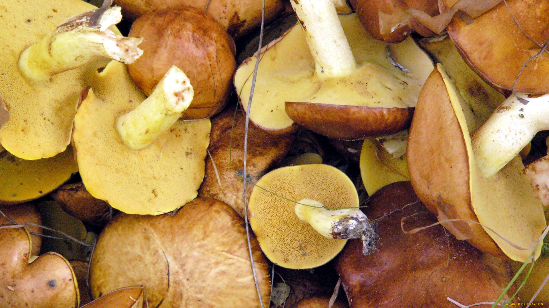 еда, грибы, , грибные, блюда, маслята