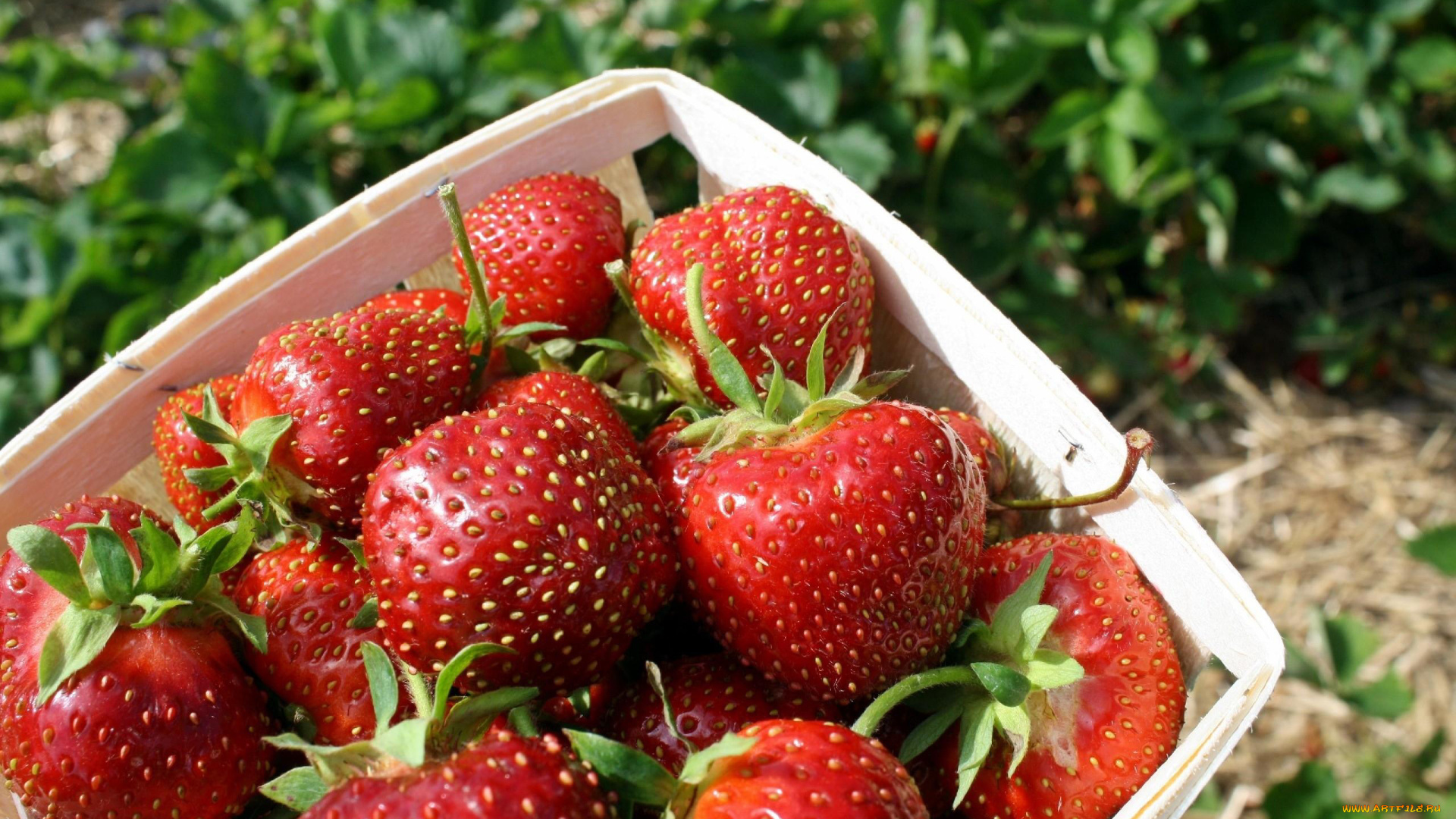 еда, клубника, , земляника, ягоды