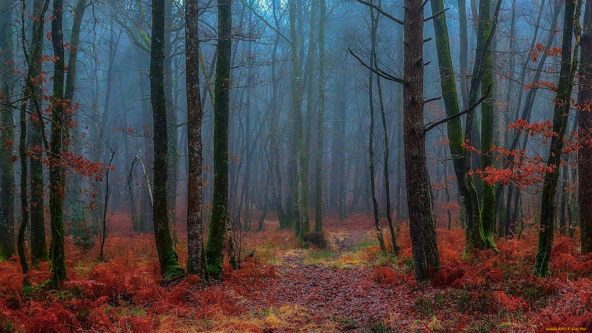 природа, лес, осень