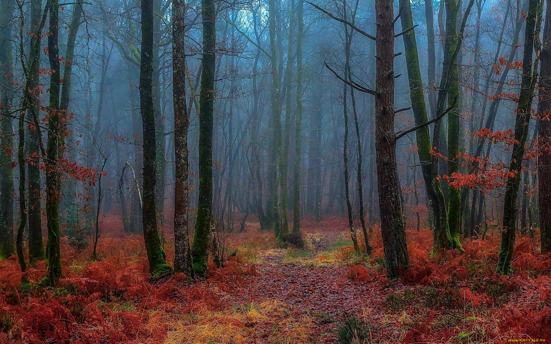 природа, лес, осень