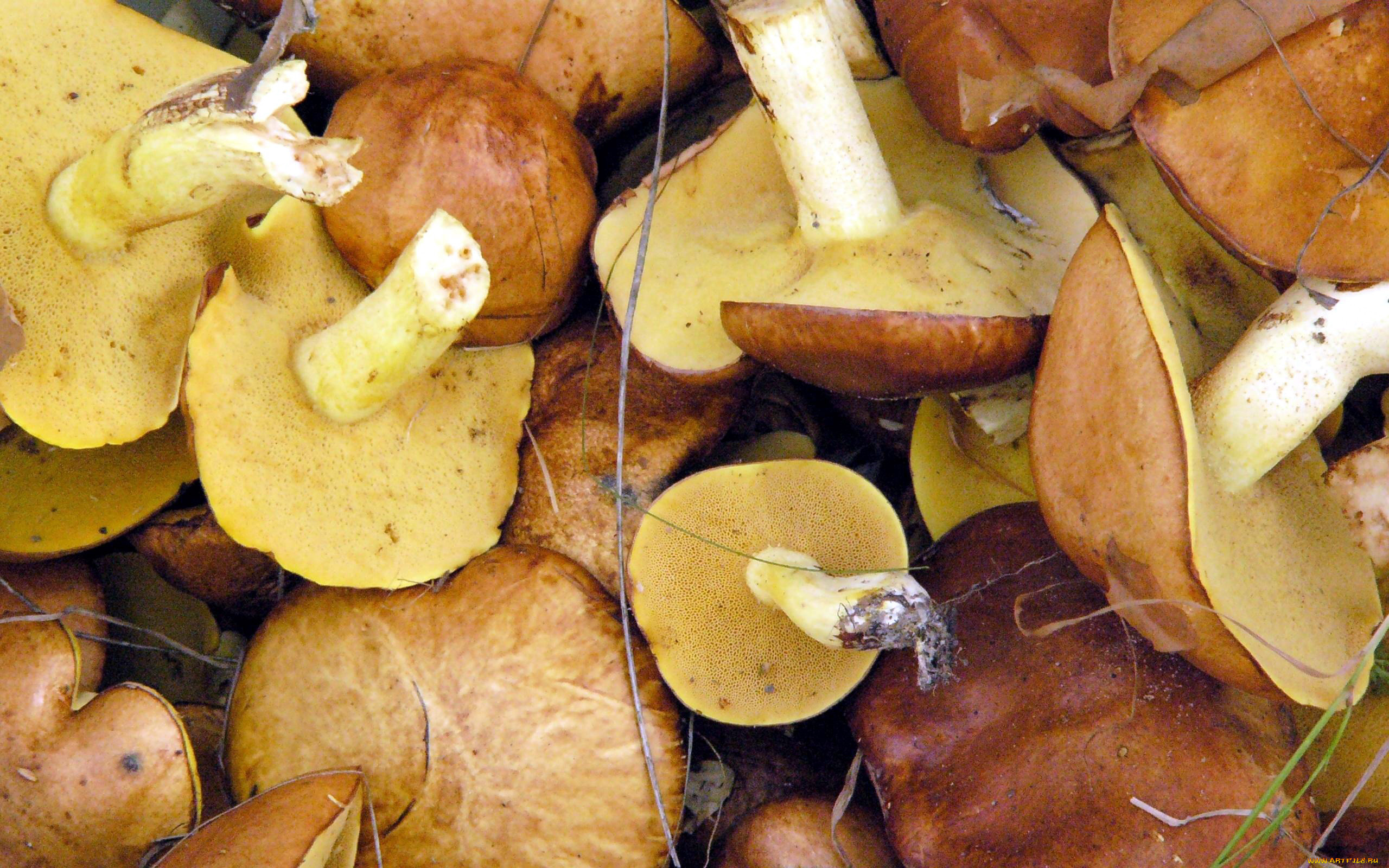 еда, грибы, , грибные, блюда, маслята