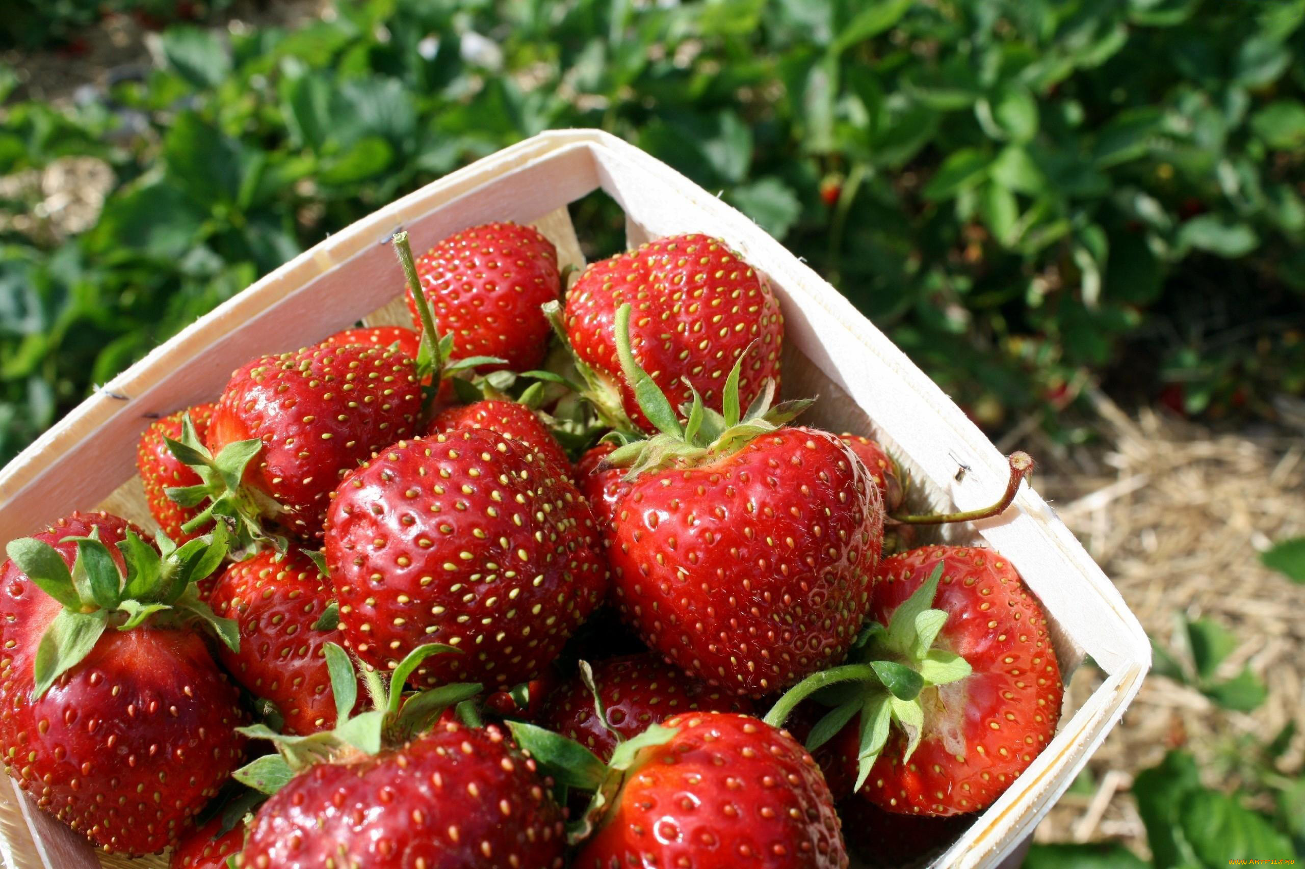 еда, клубника, , земляника, ягоды