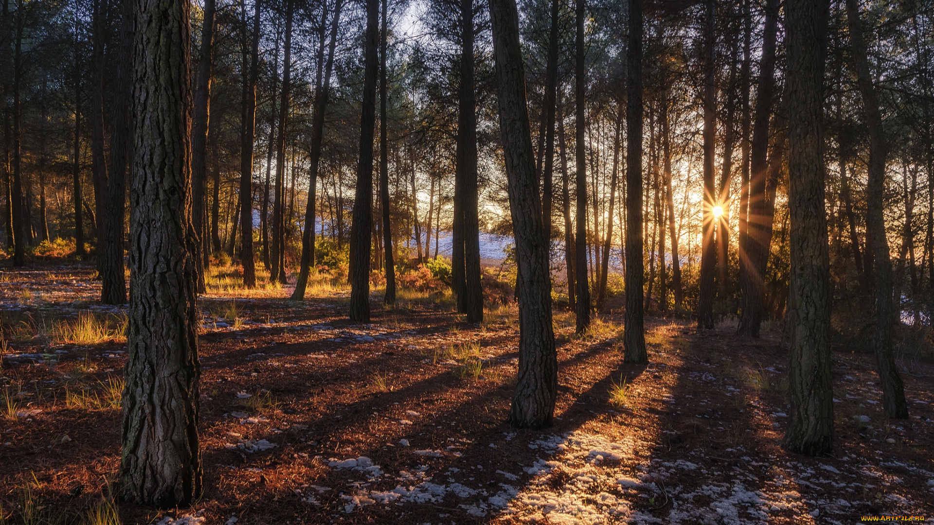 природа, лес, простор