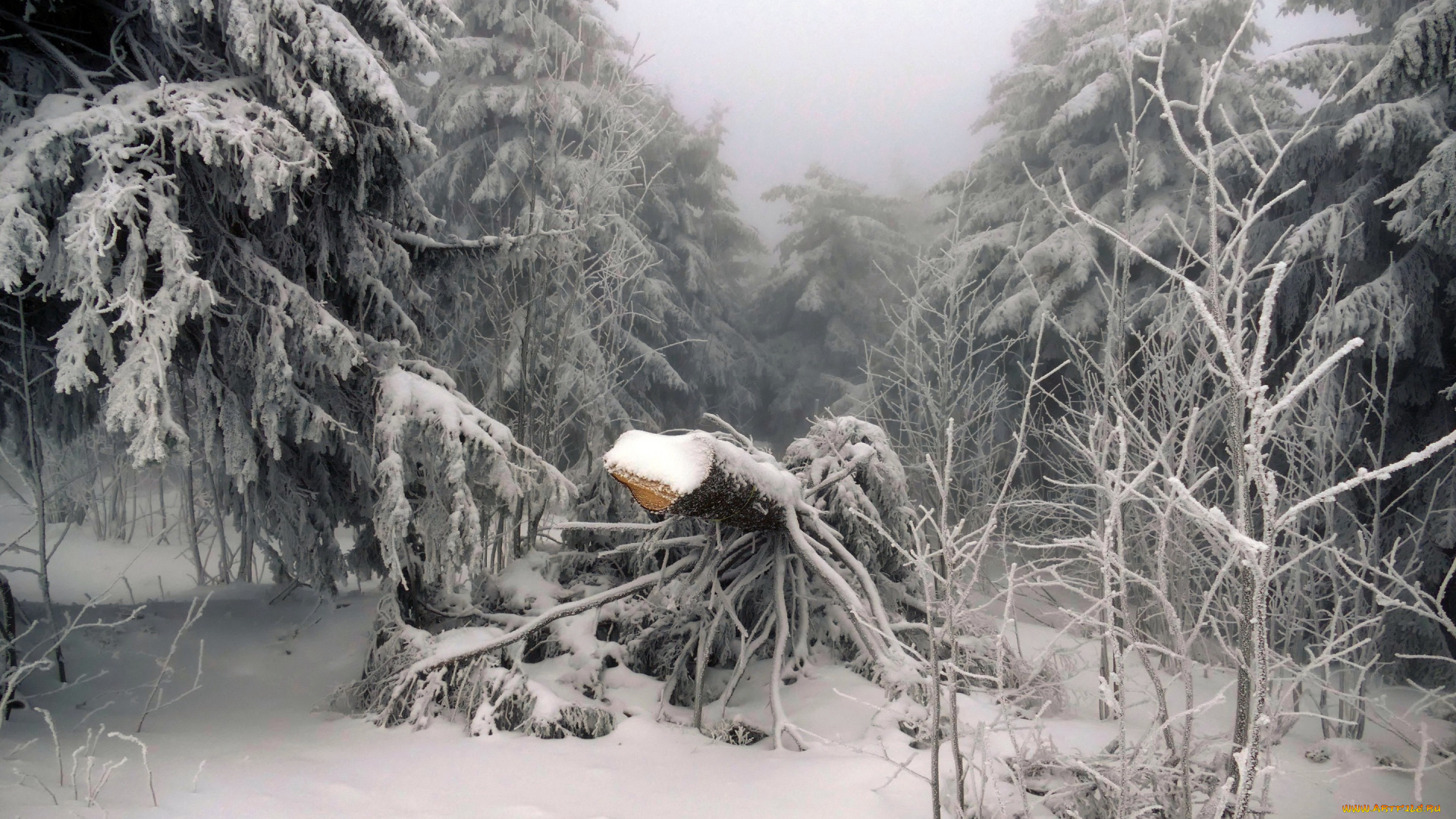 природа, зима, дерево, снег, лес