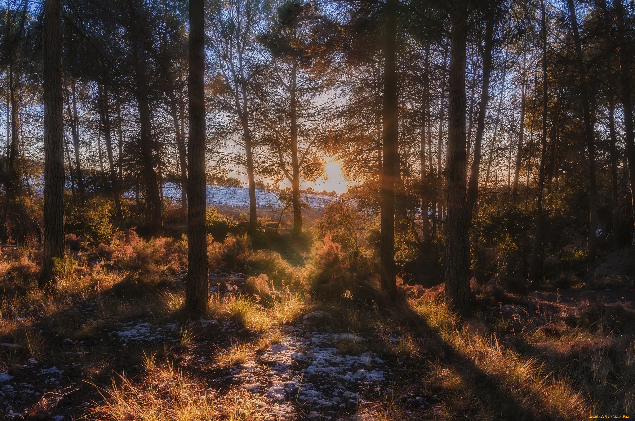 природа, лес, простор