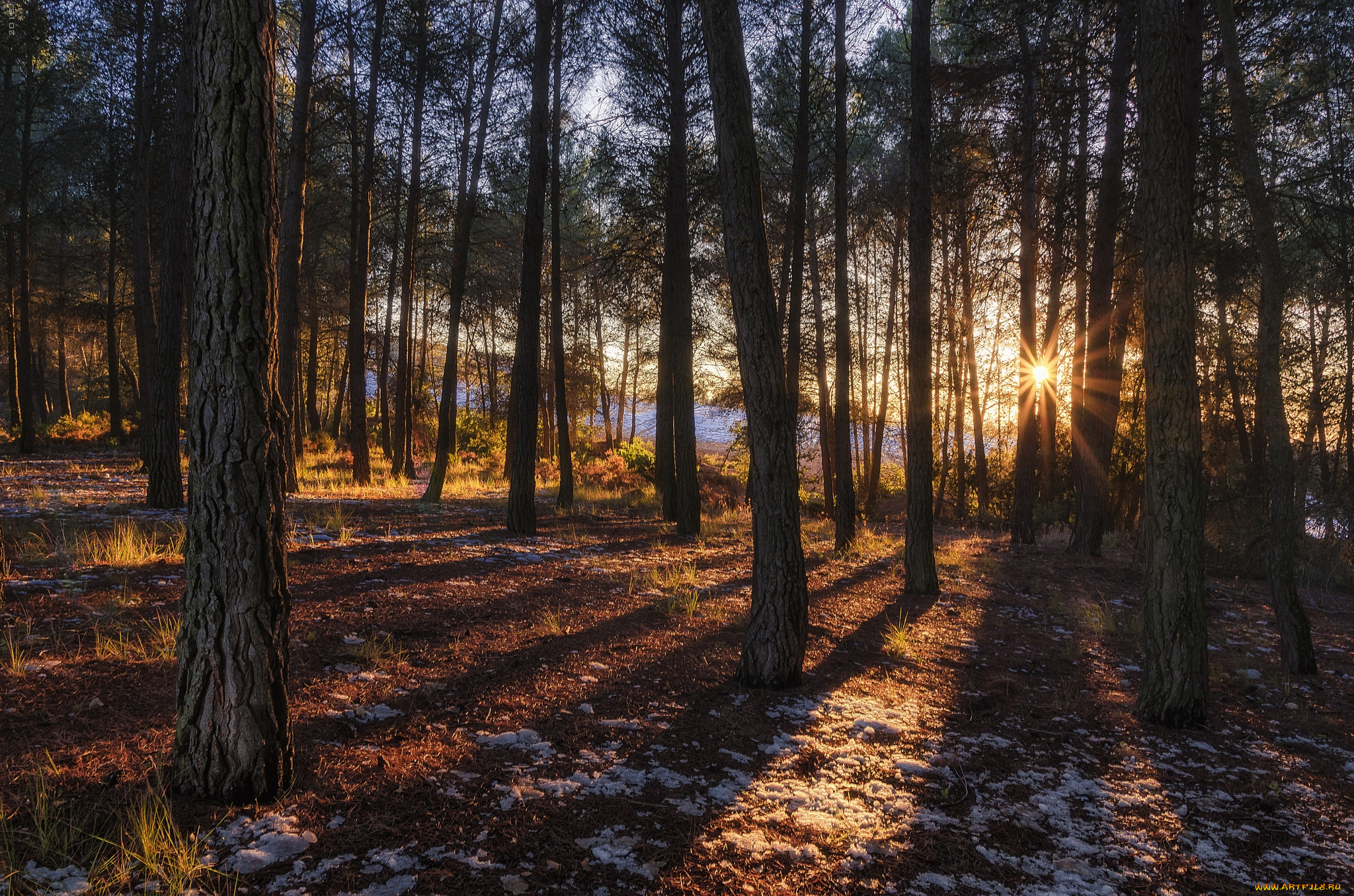 природа, лес, простор