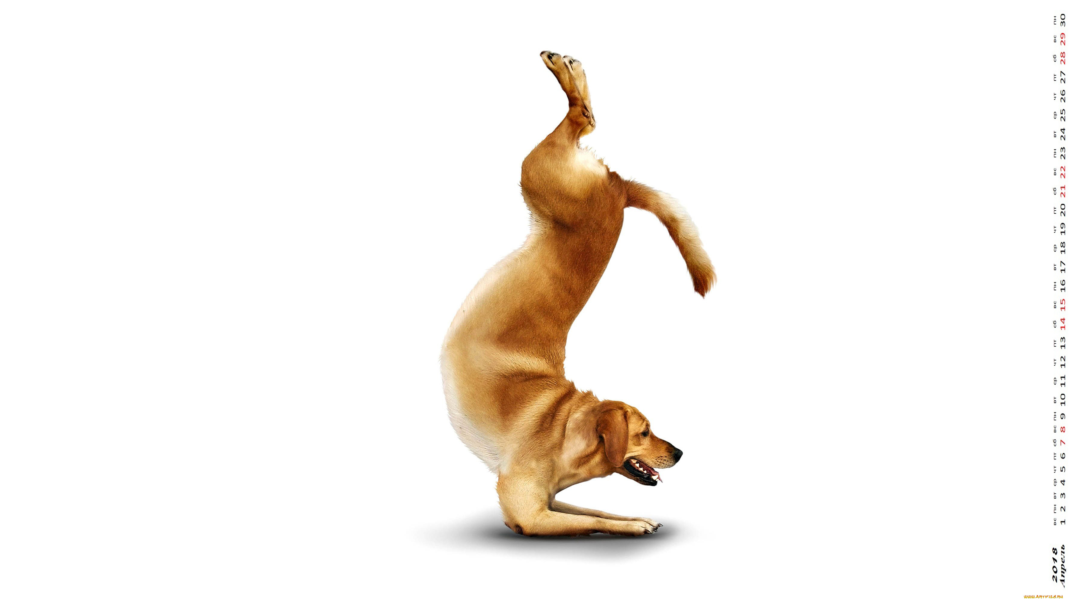 календари, компьютерный, дизайн, упражнение, собака