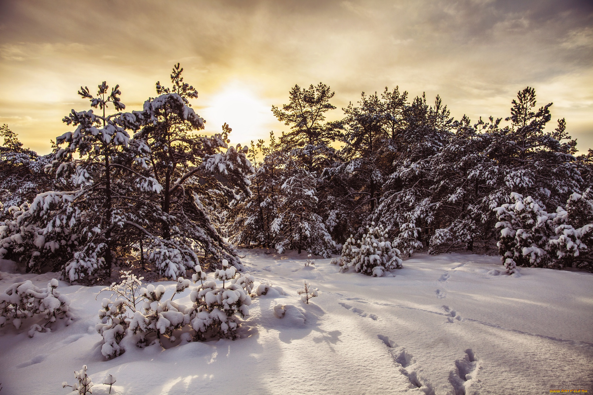 природа, зима, снег, лес