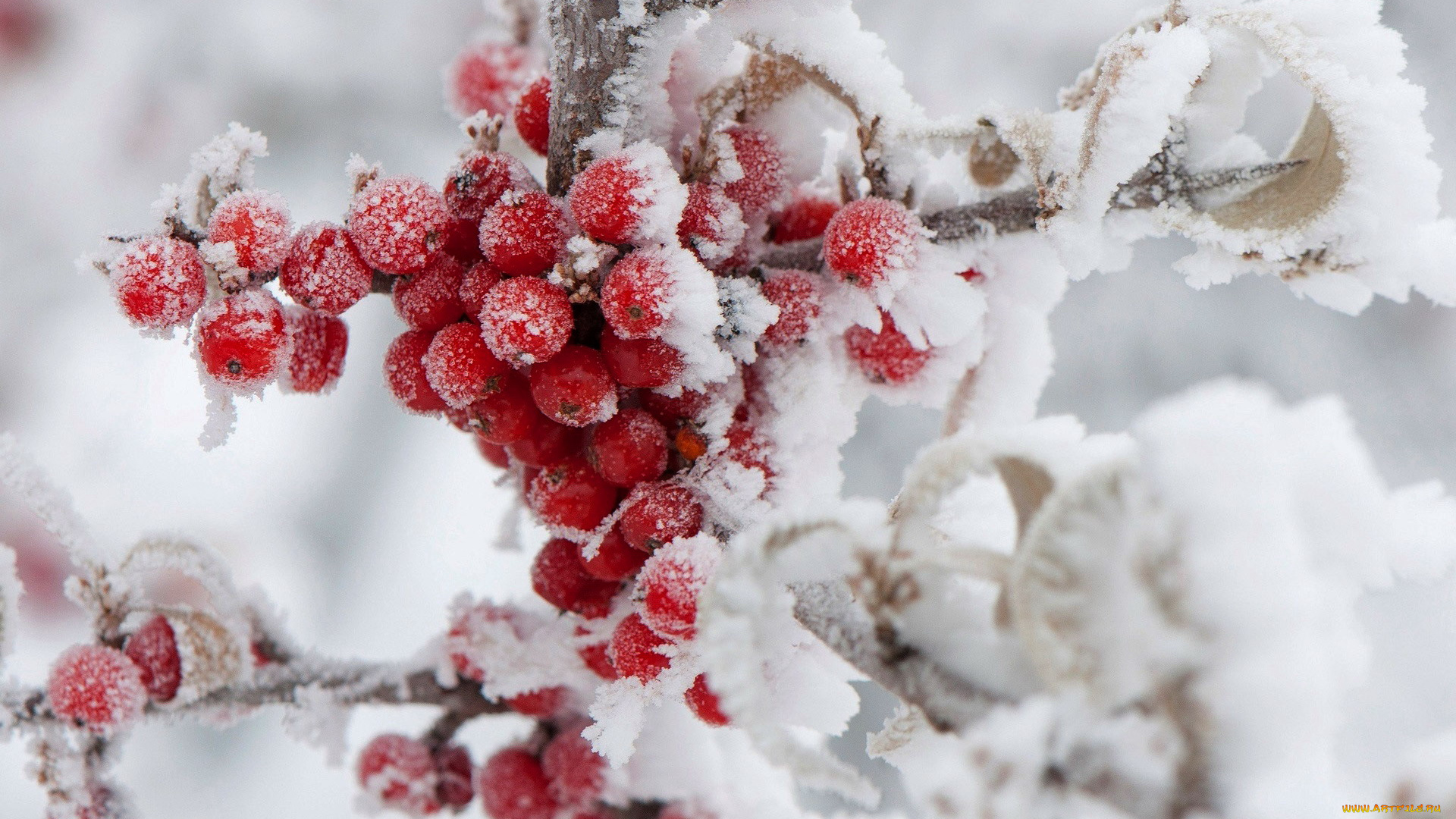 природа, ягоды, снег