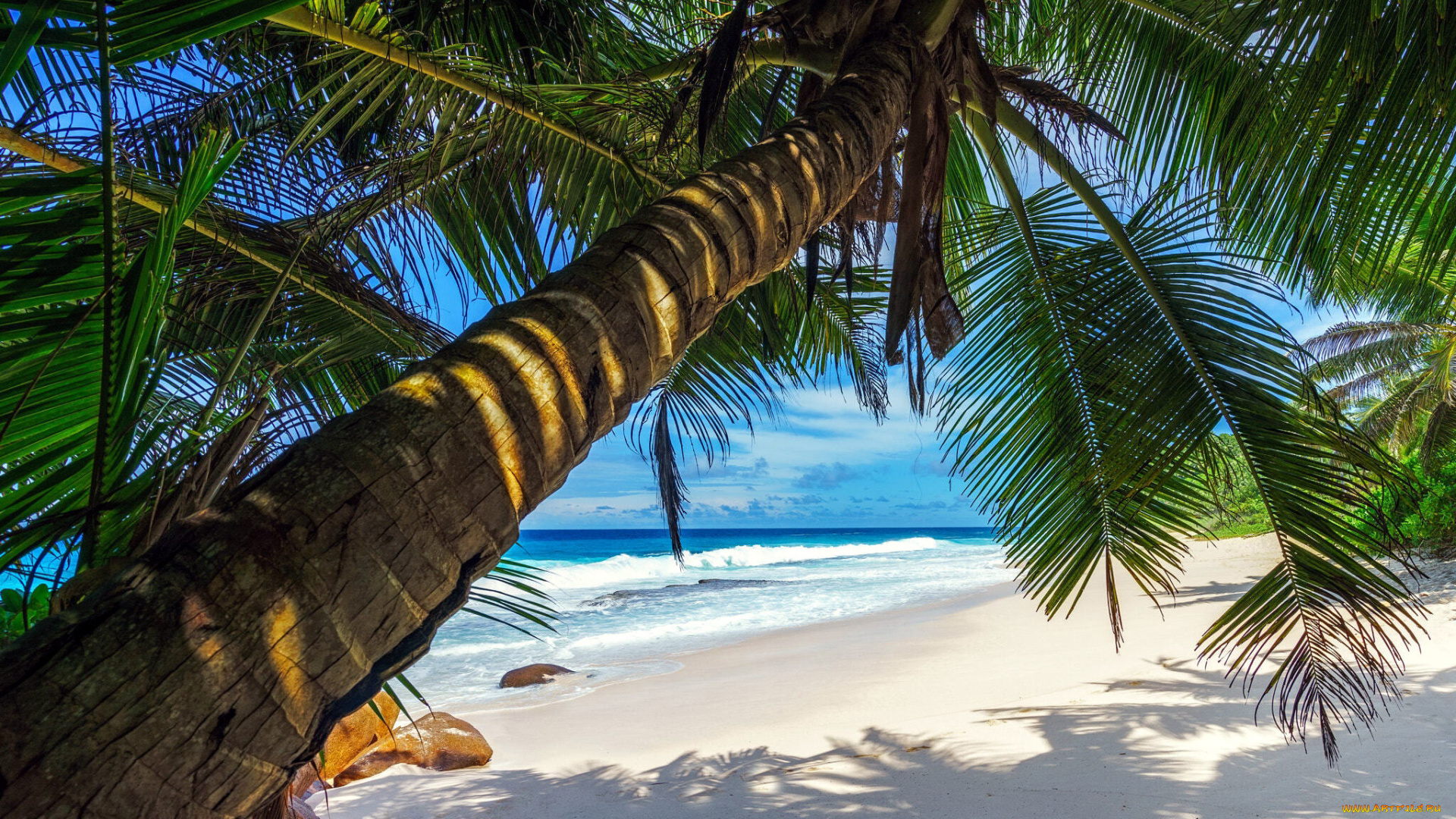 природа, тропики, море, пляж, пальмы