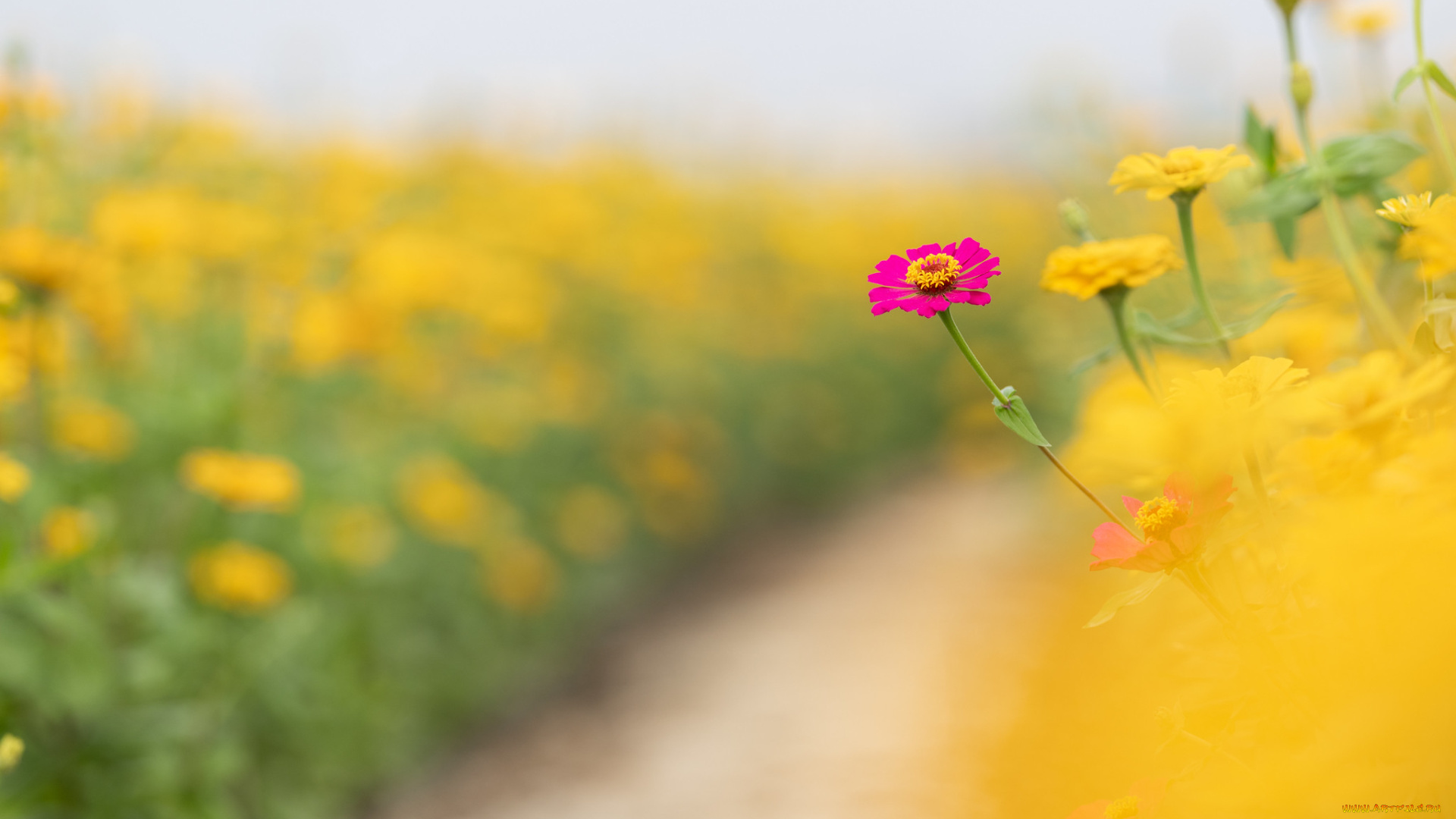 цветы, цинния, лето