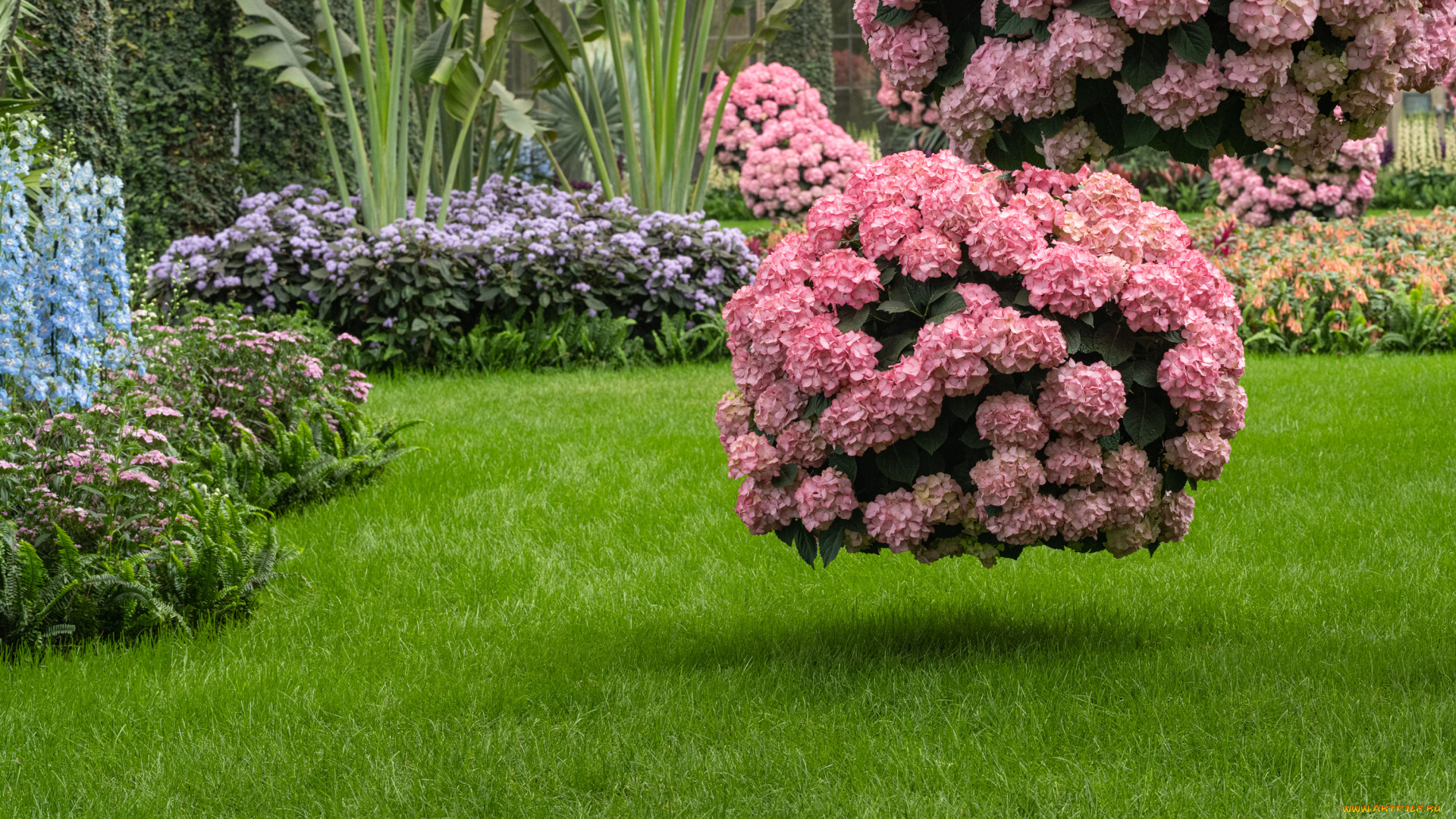 цветы, гортензия