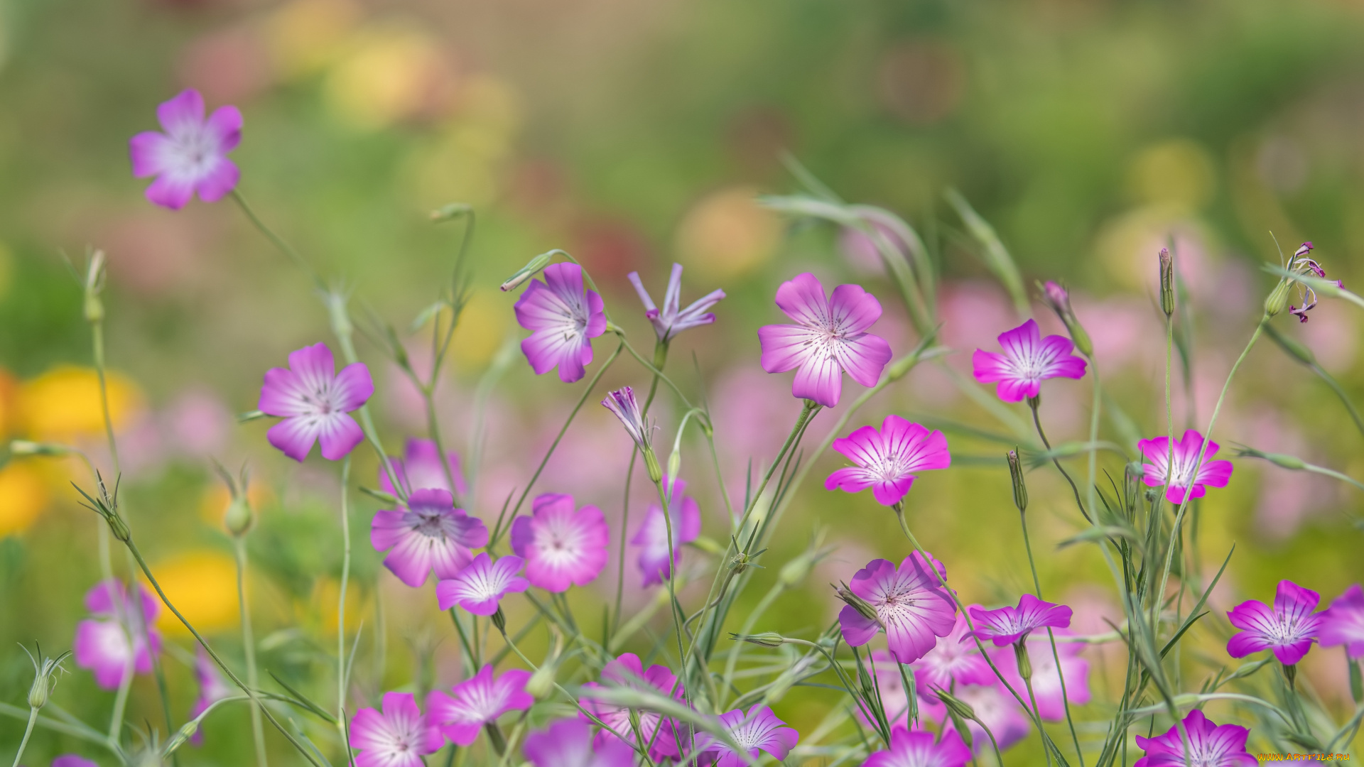 цветы, луговые, , полевые, , цветы, лето