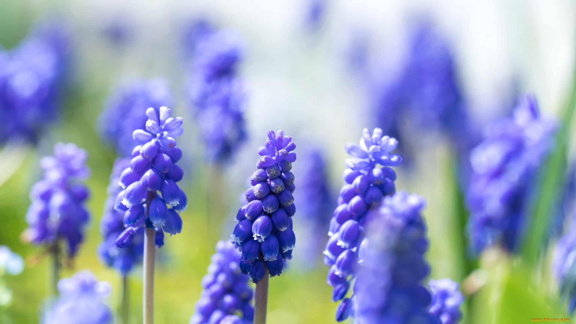 цветы, мускари, весна