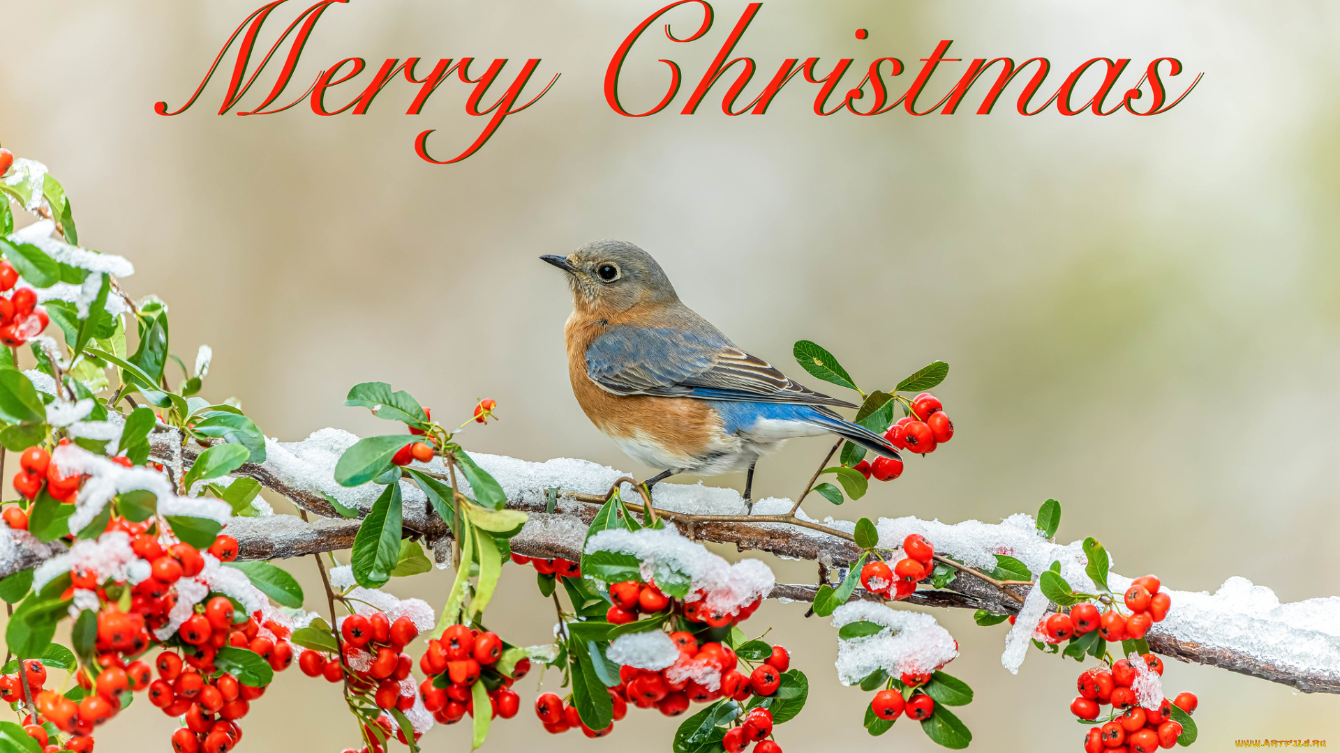 праздничные, -, разное, , новый, год, птица