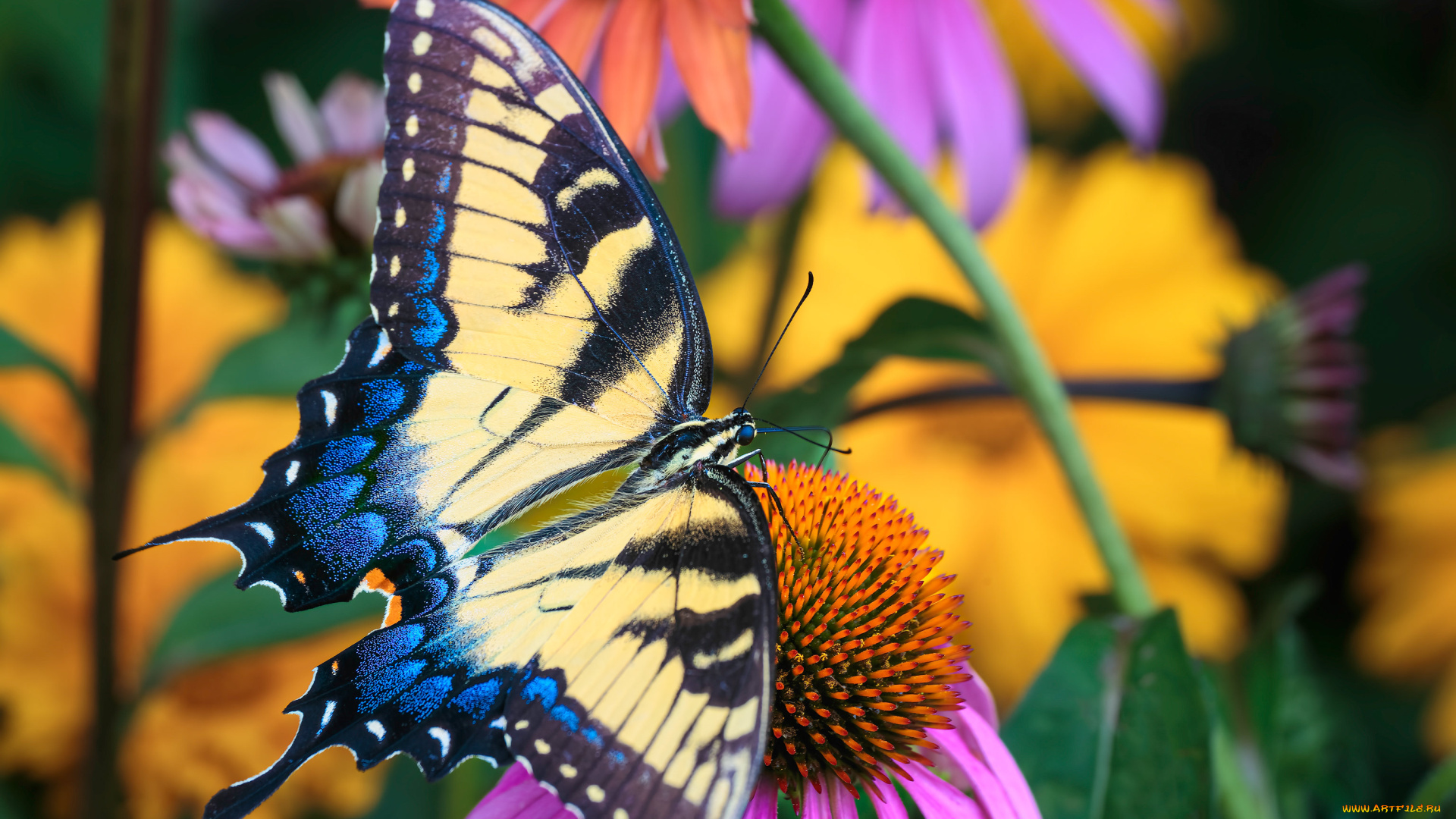 животные, бабочки, , мотыльки, , моли, бабочка