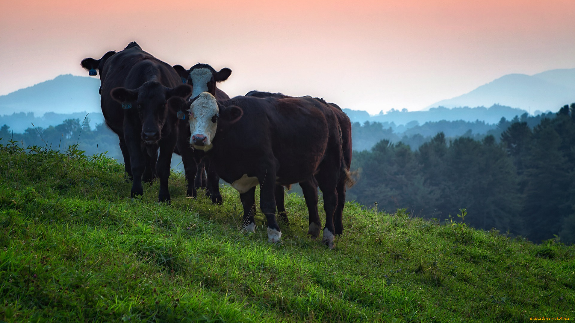 животные, коровы, , буйволы
