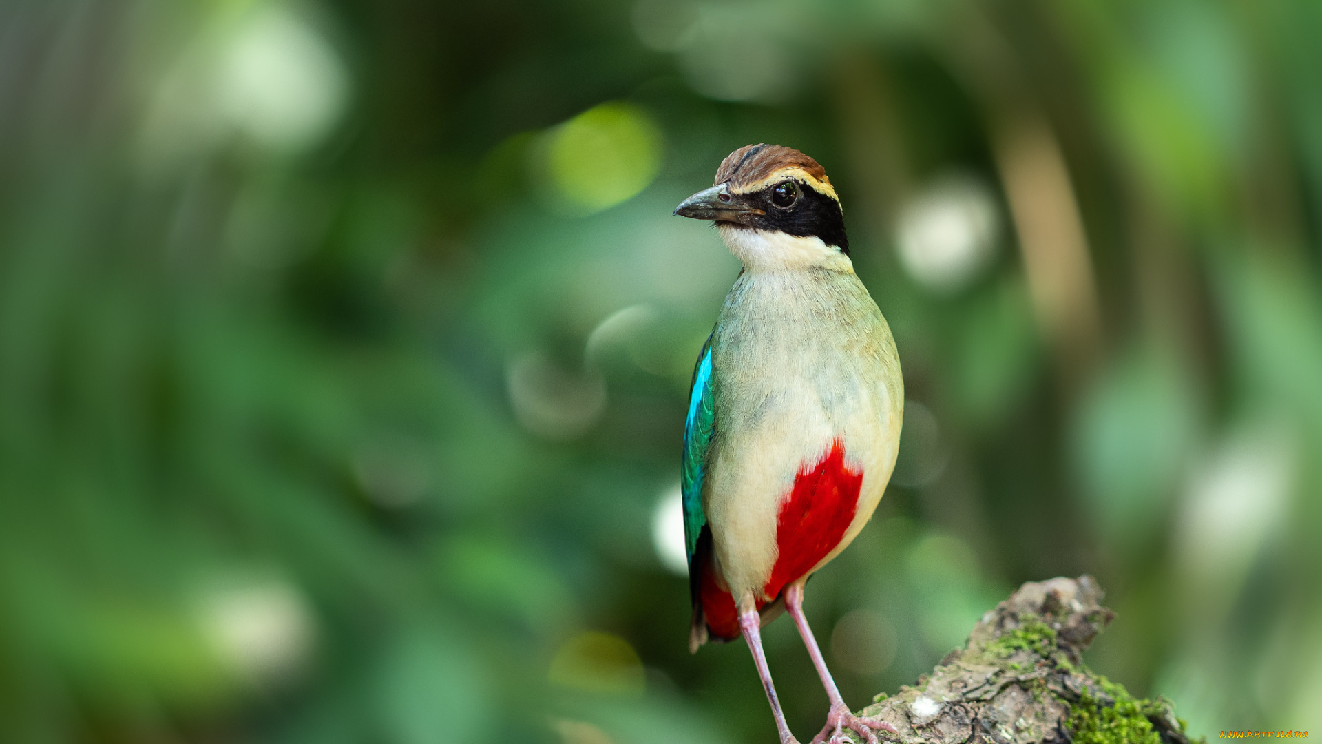 животные, питты, птица