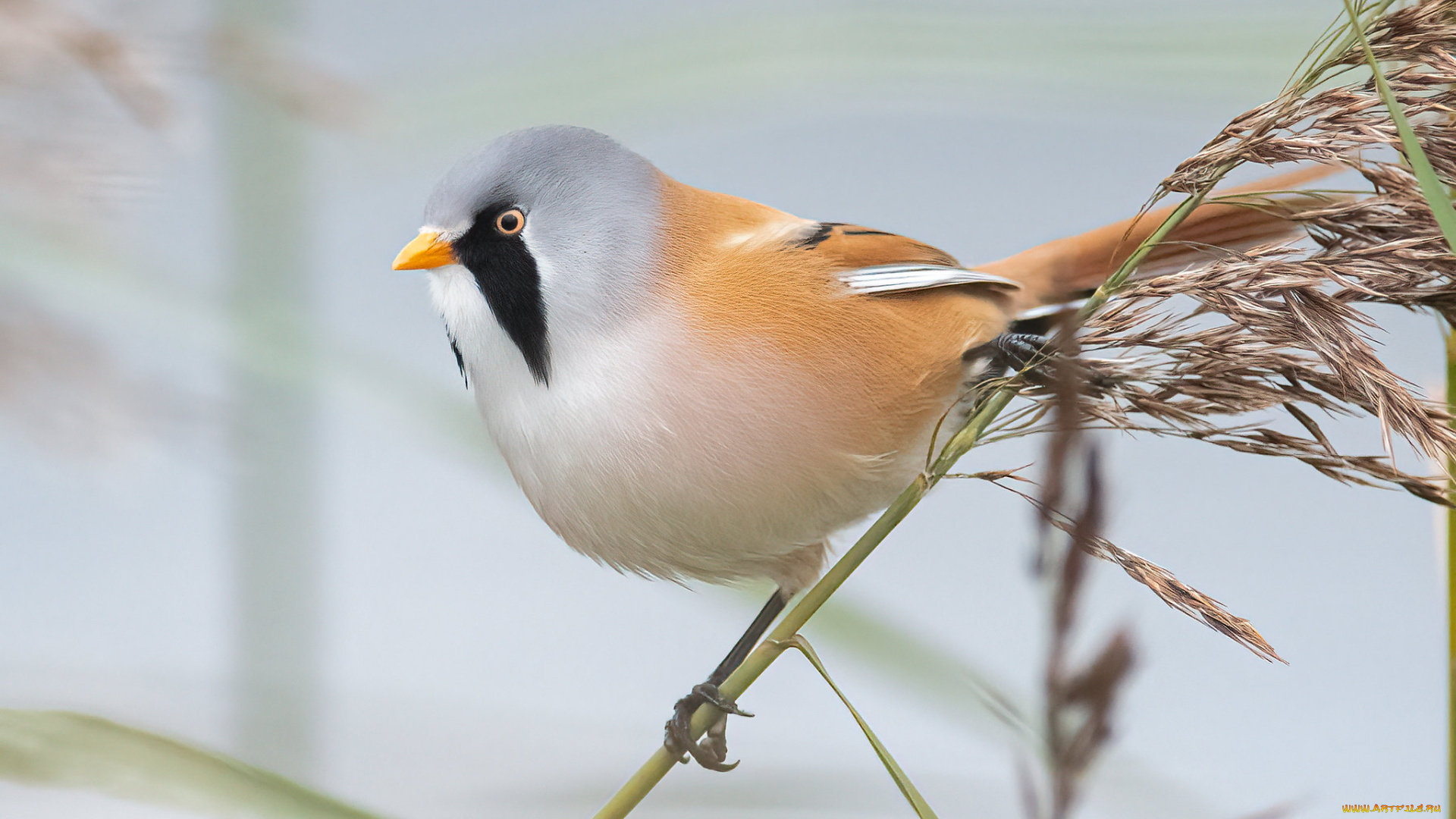 животные, синицы, , лазоревки, птица