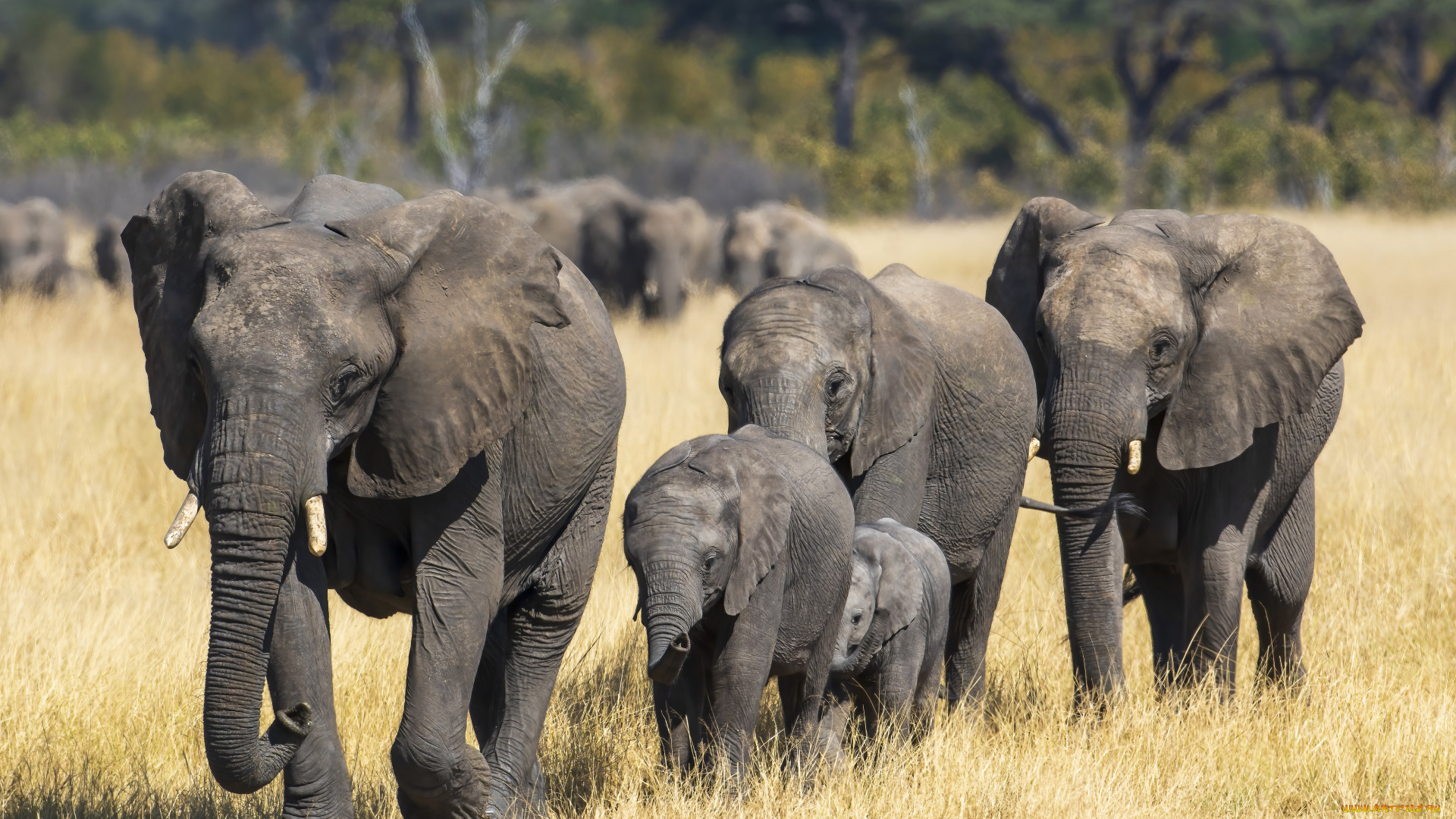 животные, слоны