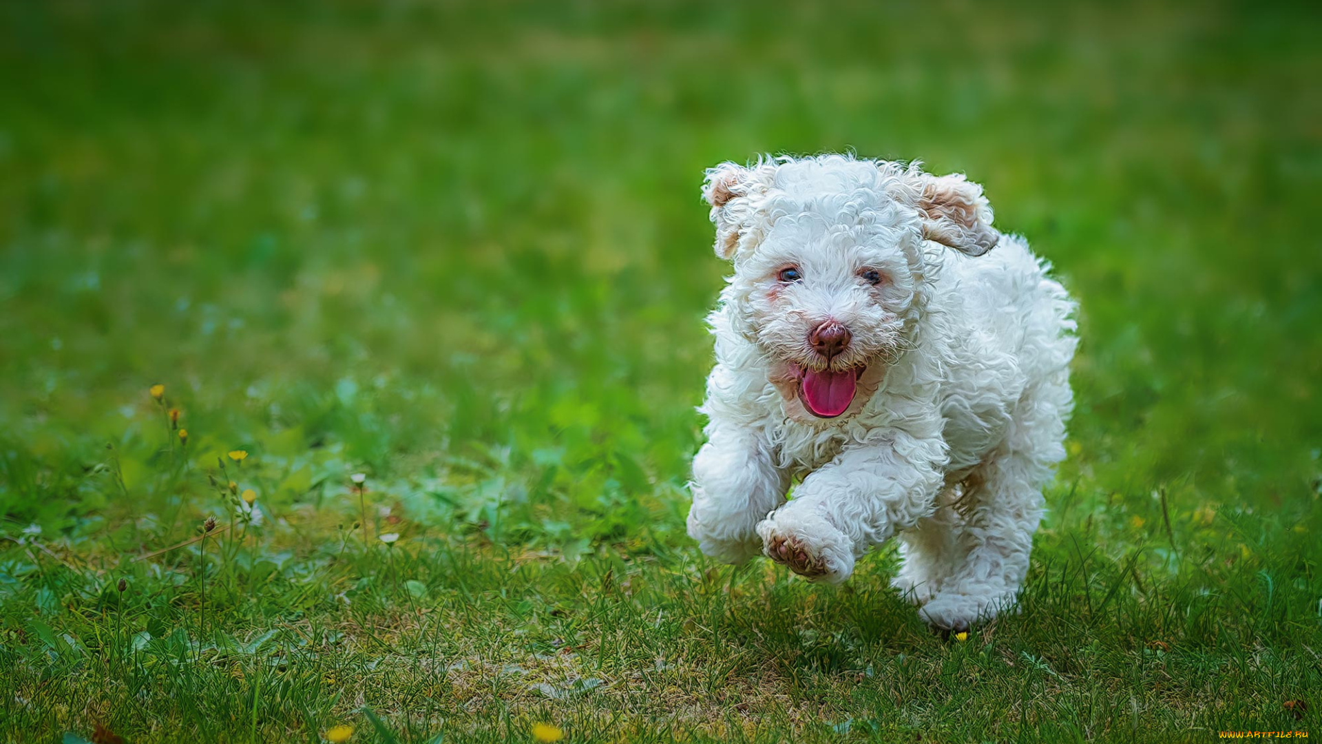 животные, собаки, щенок