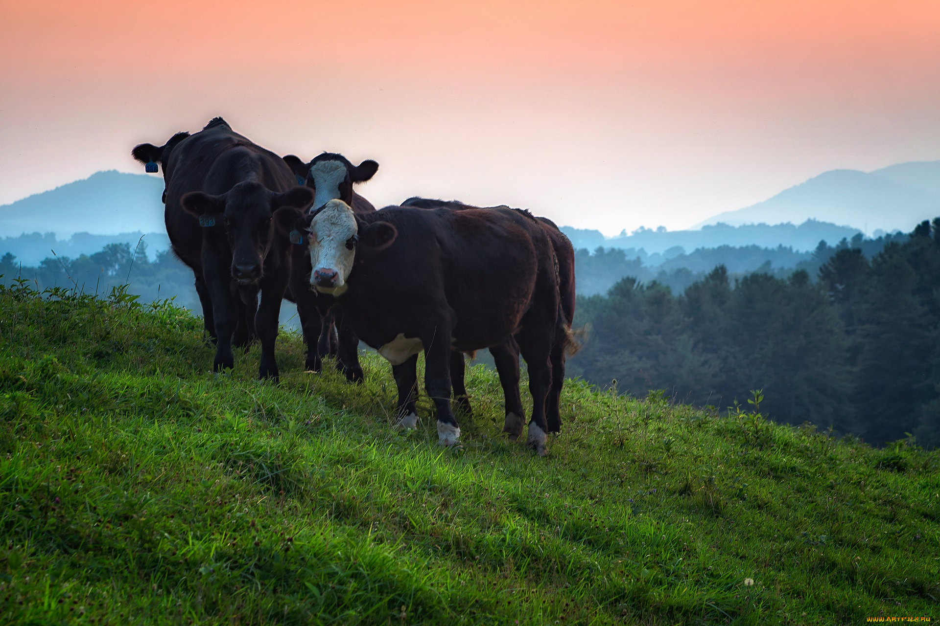 животные, коровы, , буйволы