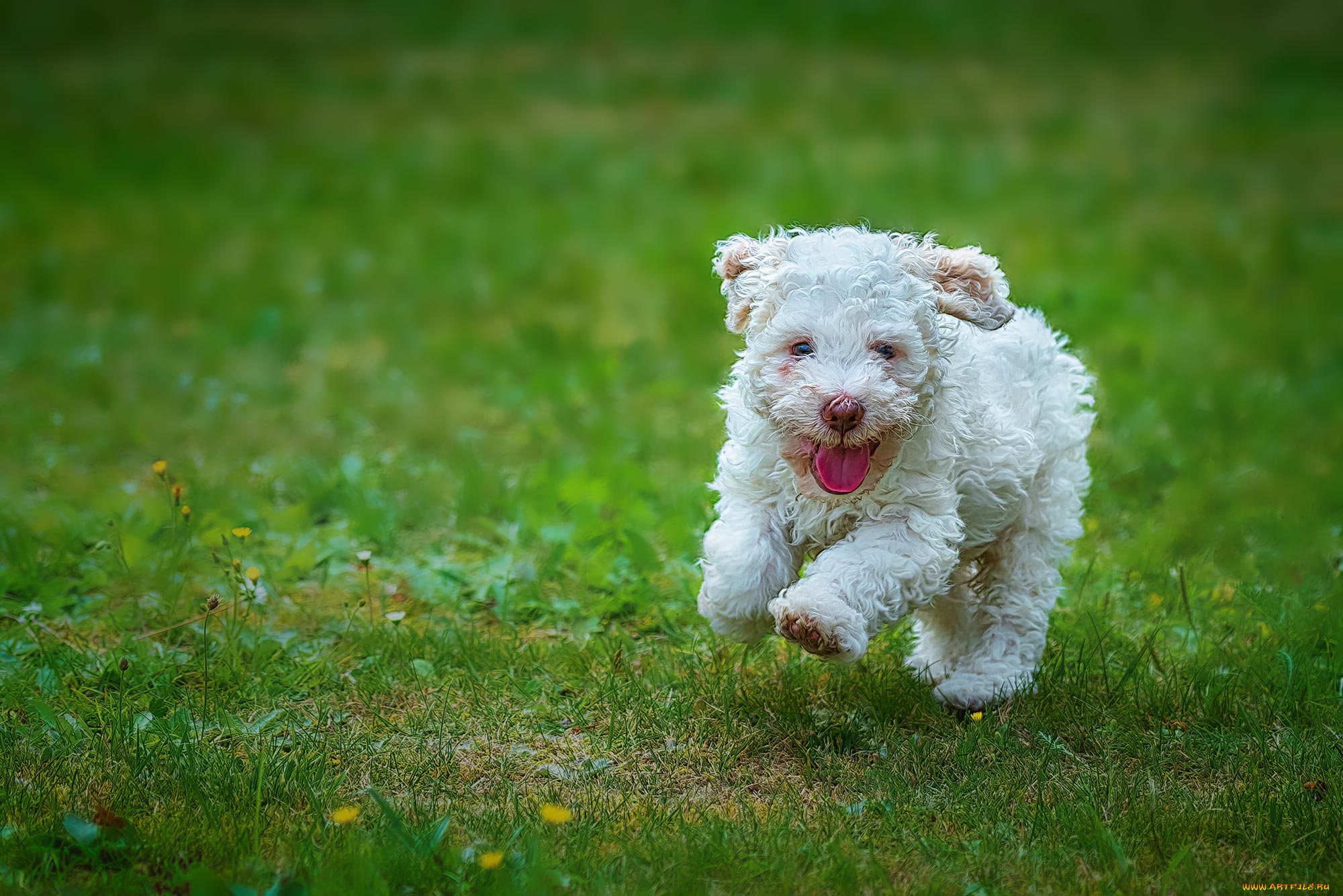 животные, собаки, щенок