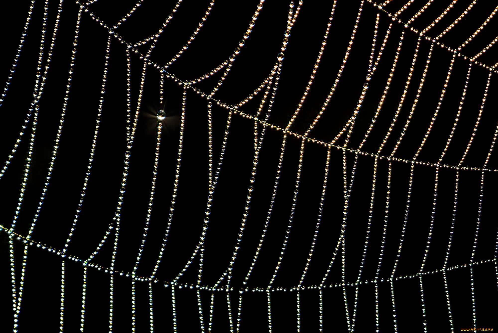 природа, макро, паутина