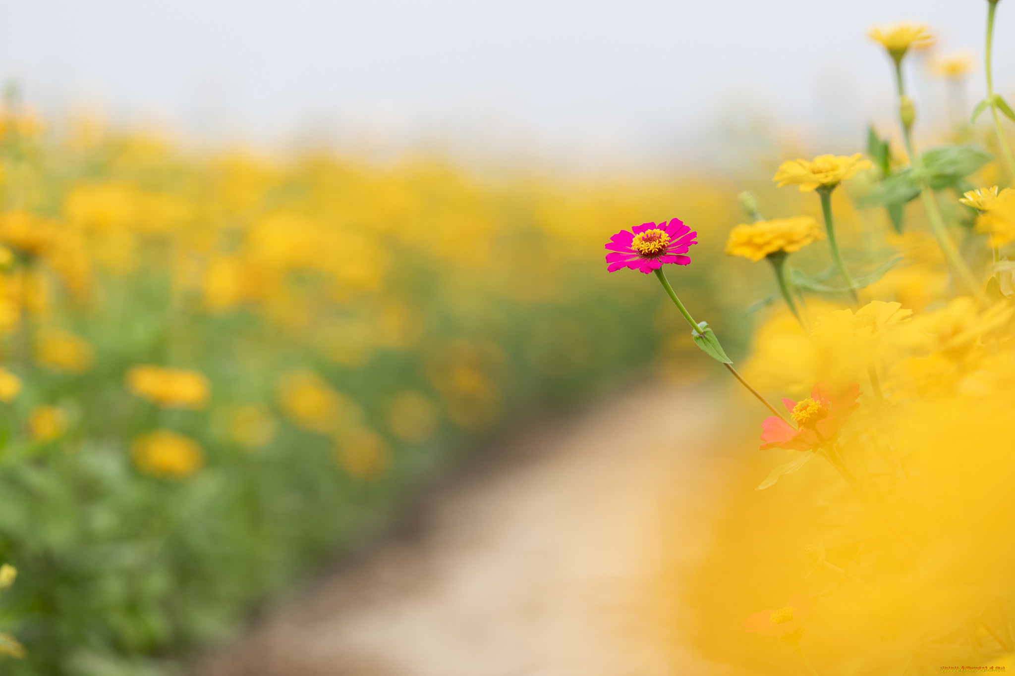 цветы, цинния, лето