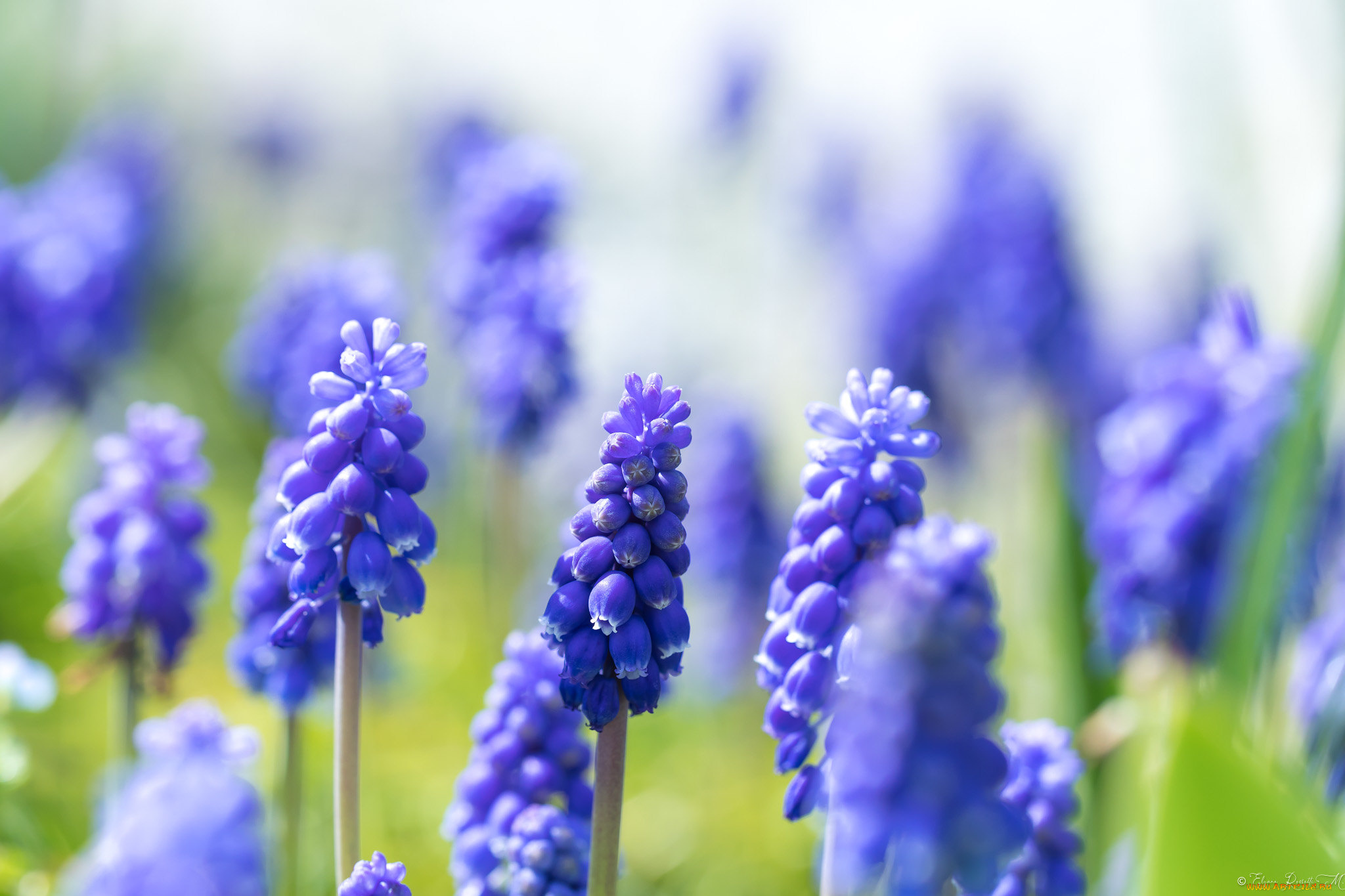 цветы, мускари, весна