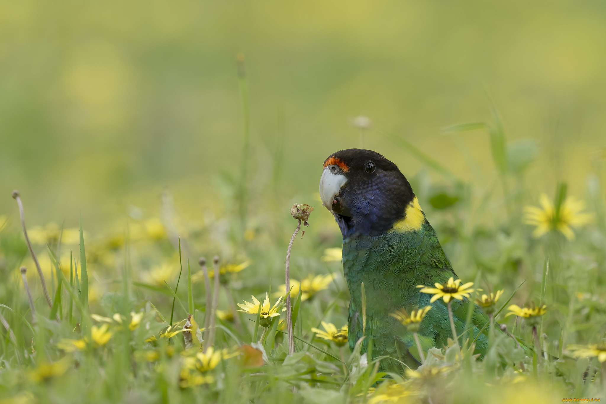 животные, попугаи, птица